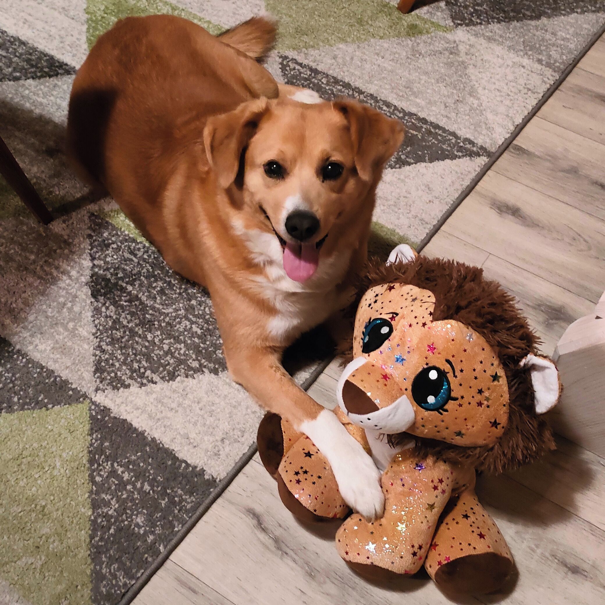 Soutěžní fotografie - Skoty,  Nova Scotia Duck Tolling Retriever