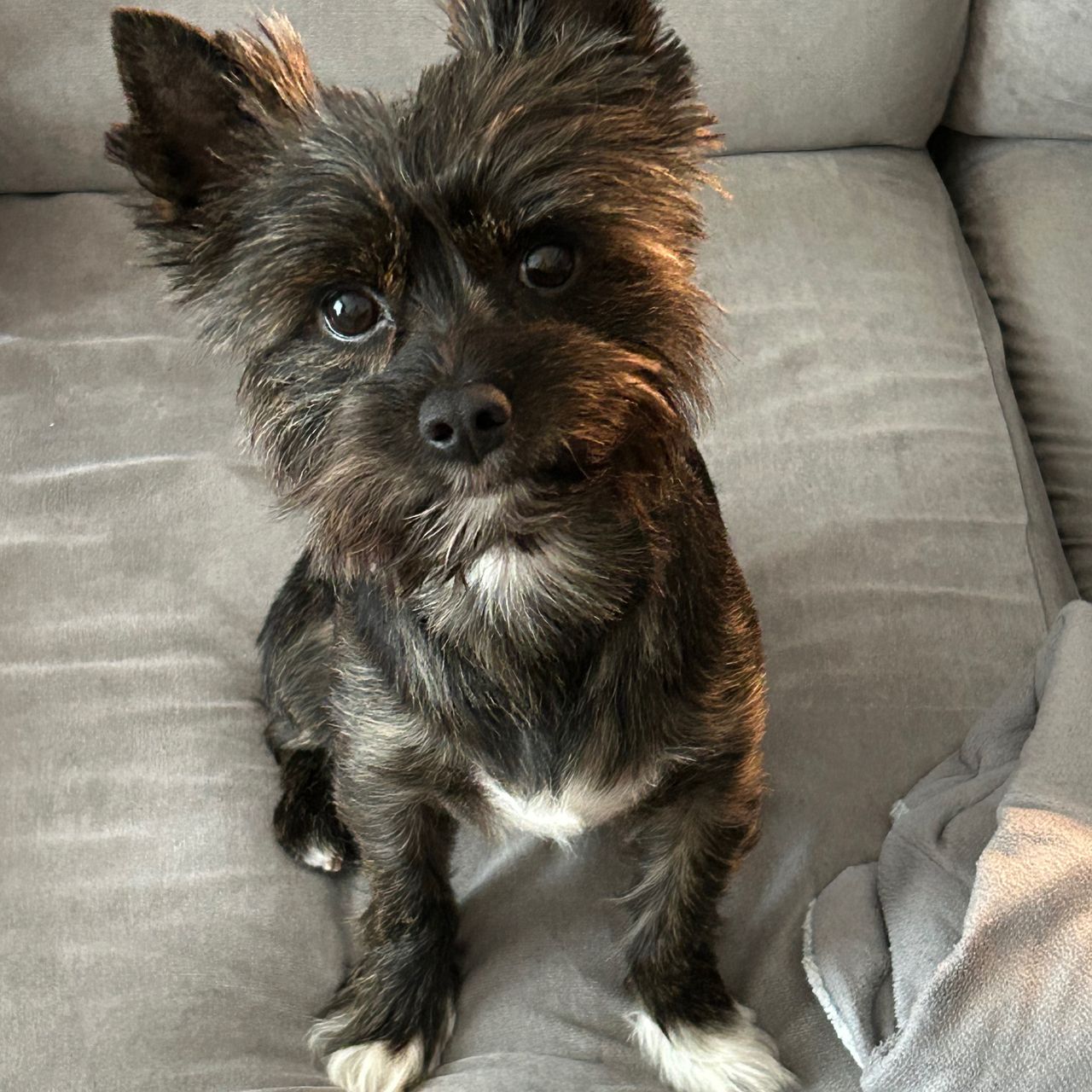 Soutěžní fotografie - Matýsek,  Yorkšírský terier