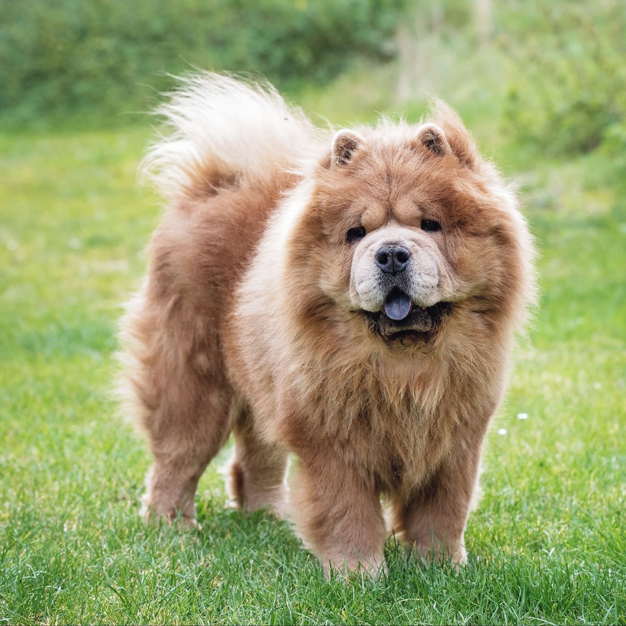 Soutěžní fotografie - ŠÍMA,  Chow chow