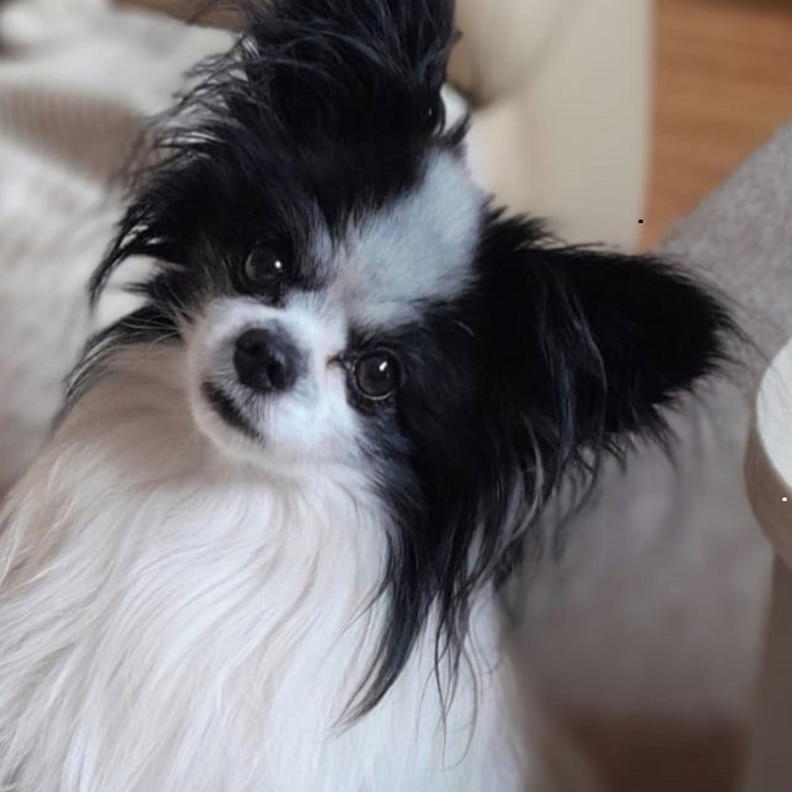 Soutěžní fotografie - Lexikon,  Papillon