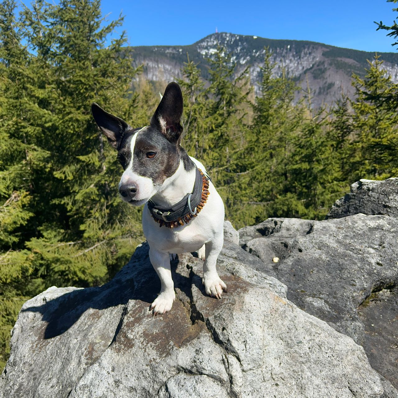 Soutěžní fotografie - Black,  Jack Russell Teriér