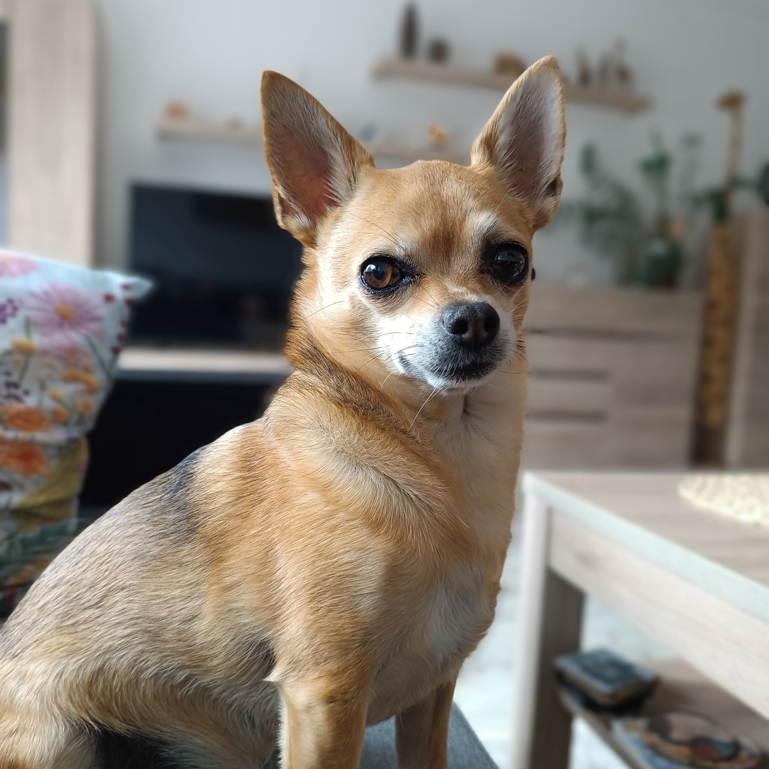 Soutěžní fotografie - Oliver,  Čivava