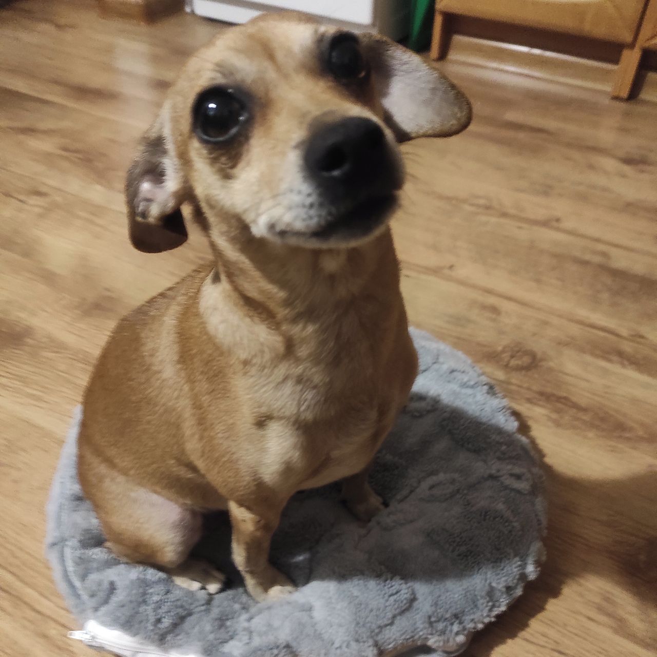 Soutěžní fotografie - Fifinka,  Ostatní