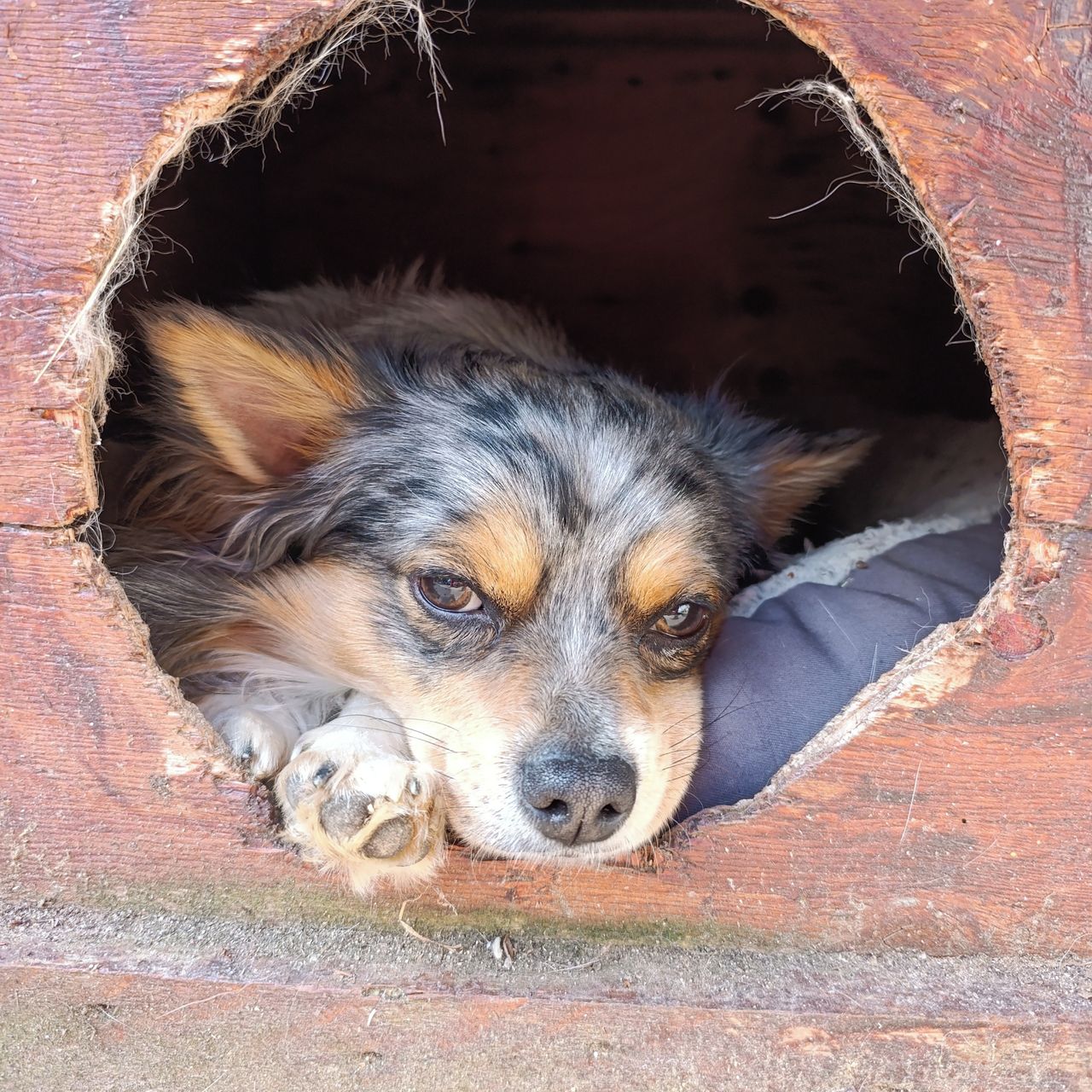 Soutěžní fotografie - Fíček,  Ostatní