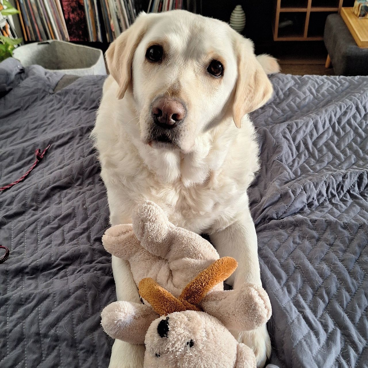 Soutěžní fotografie - Vanilka,  Labradorský retriever