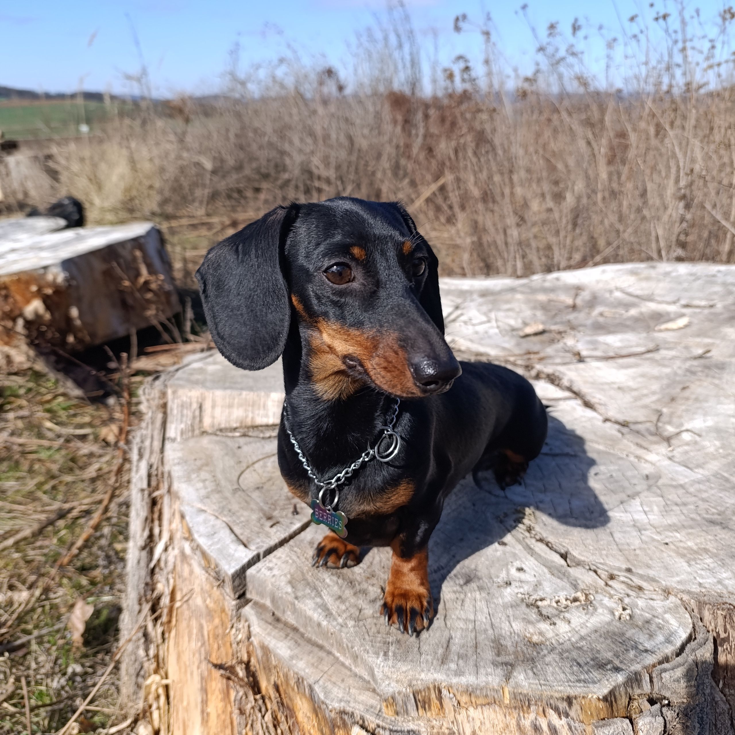 Soutěžní fotografie - Berries,  Jezevčík