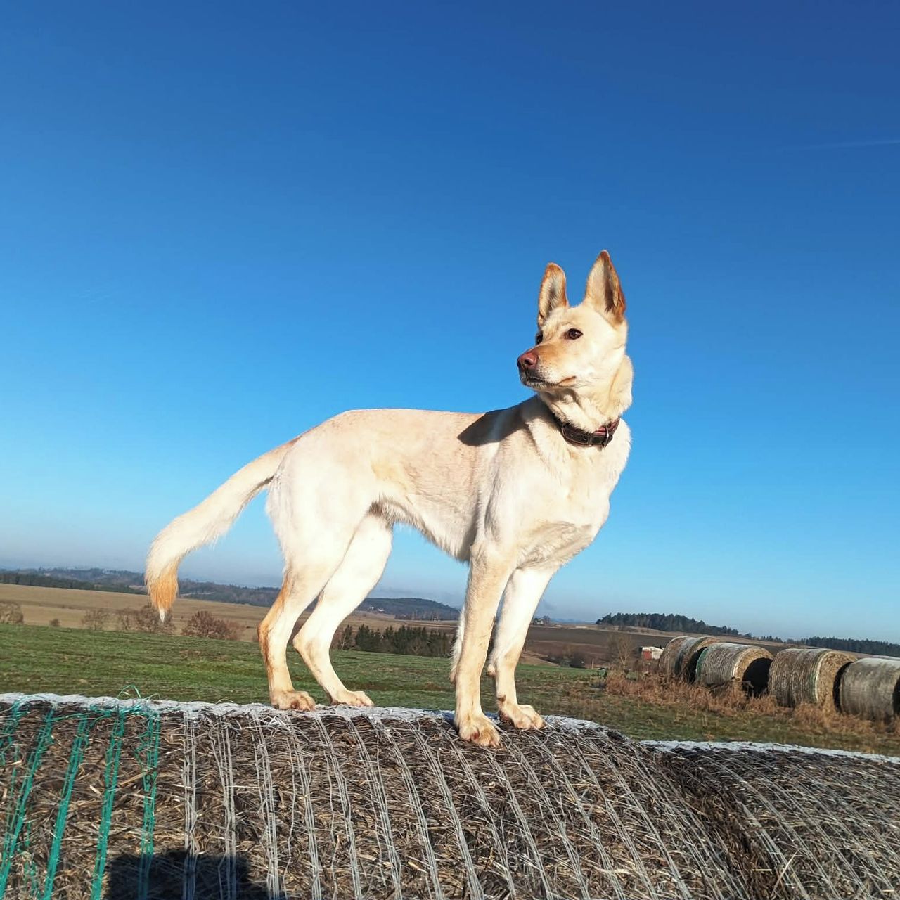 Soutěžní fotografie - Aryna,  Ostatní