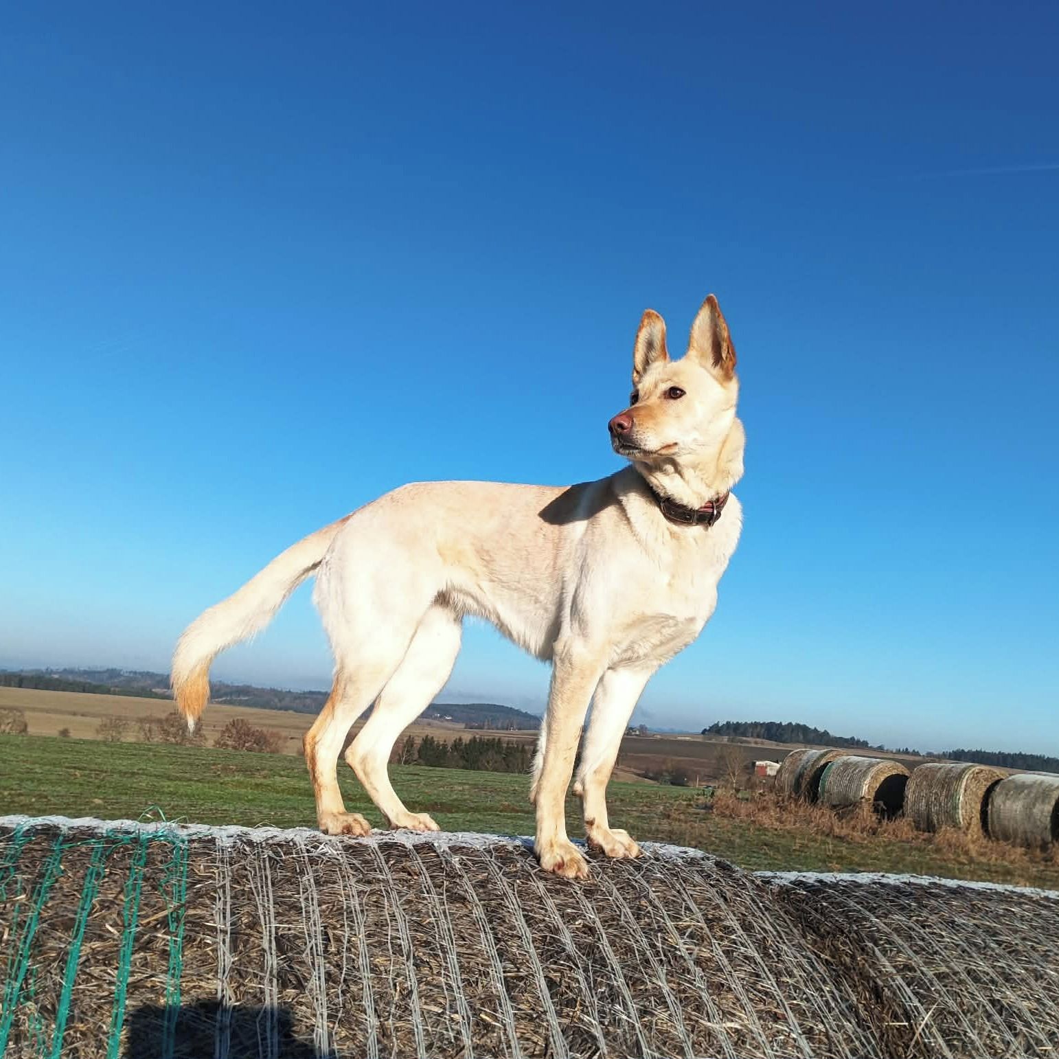 Soutěžní fotografie - Aryna,  Ostatní