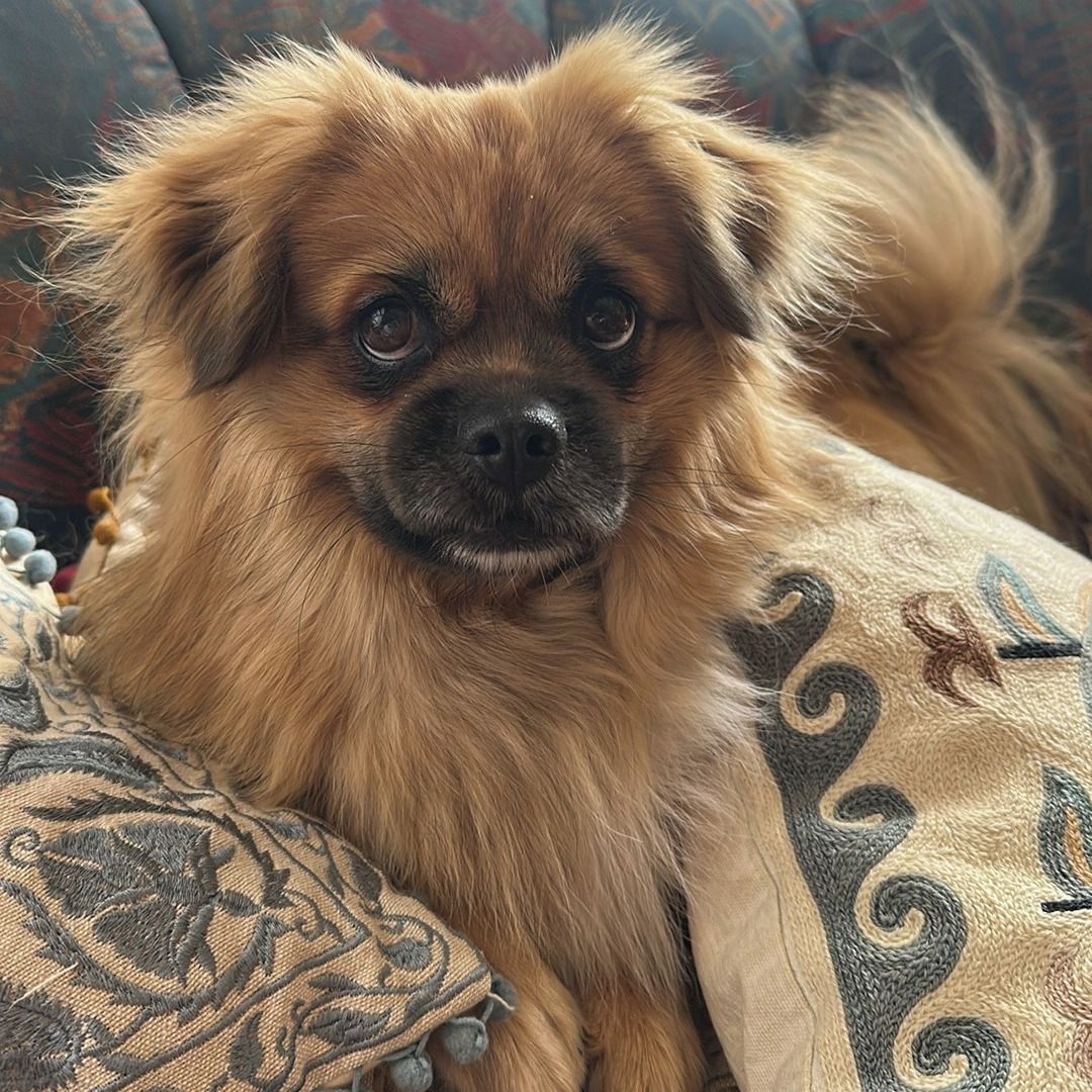 Soutěžní fotografie - Barny,  Tibetský španěl