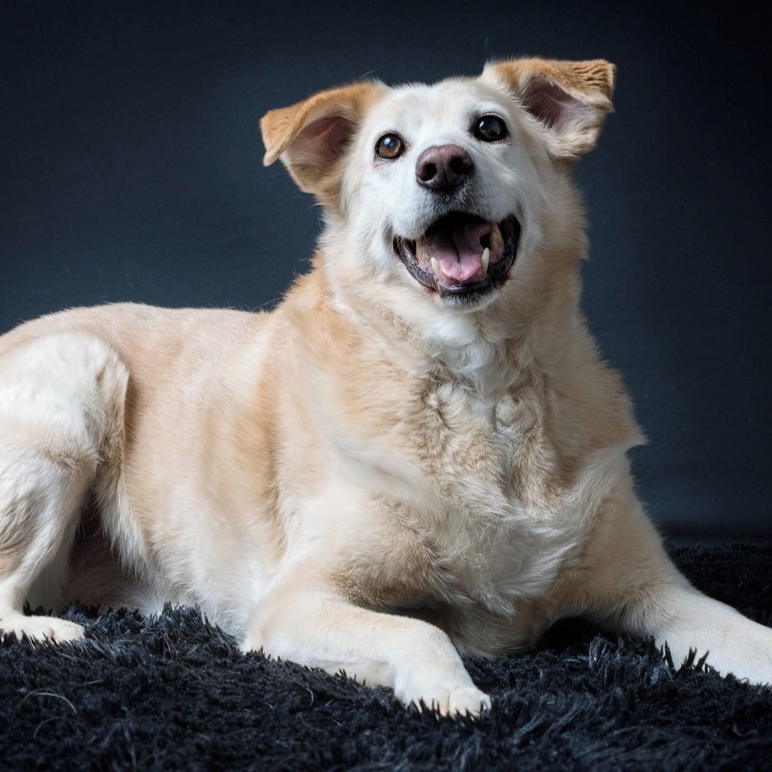 Soutěžní fotografie - Bobi,  Ostatní