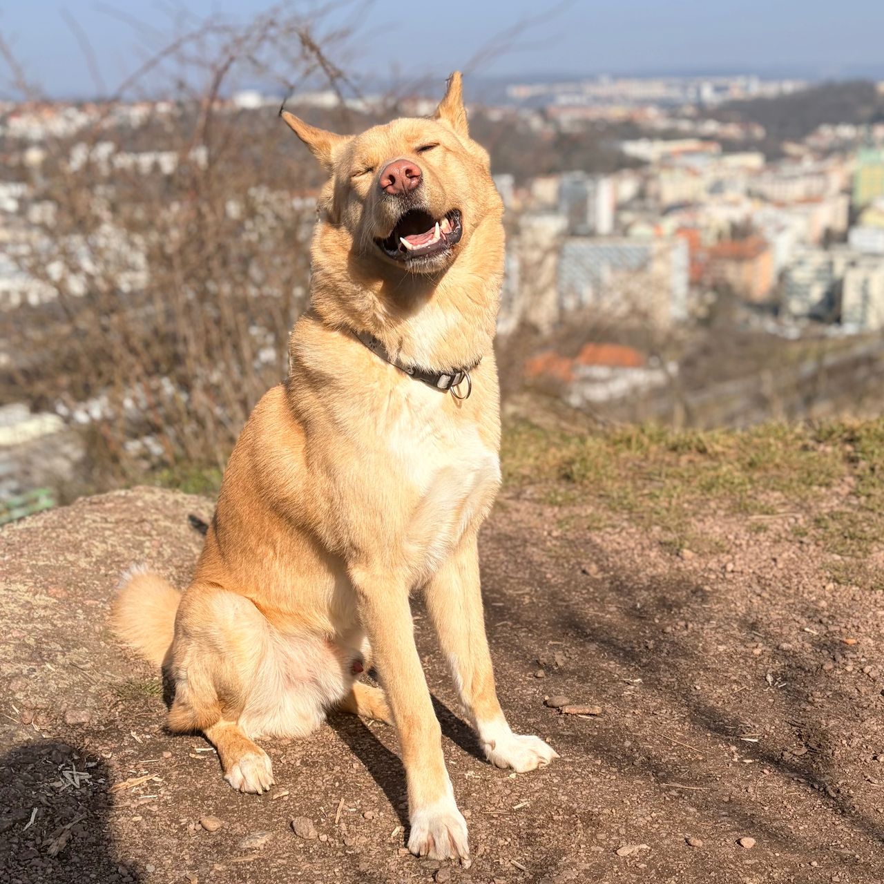 Soutěžní fotografie - Yuki,  Ostatní