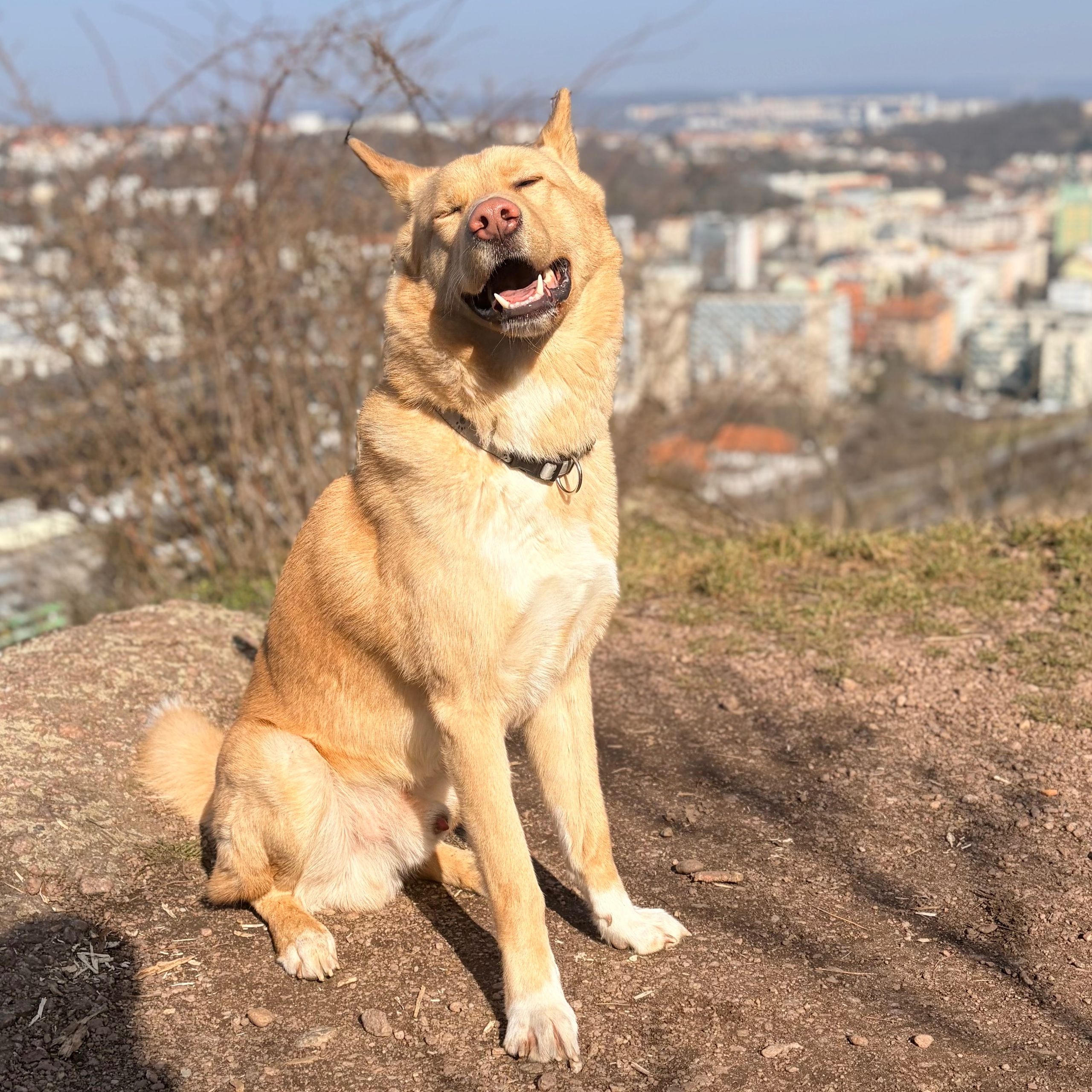 Soutěžní fotografie - Yuki,  Ostatní