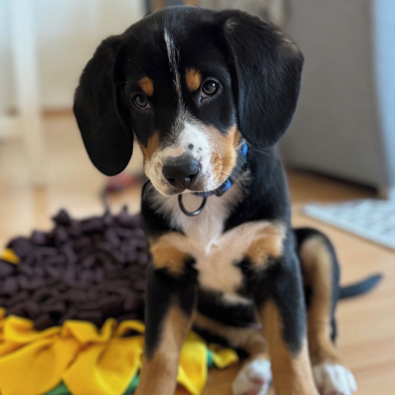 Soutěžní fotografie - Dante,  Entlebuchský salašnický pes