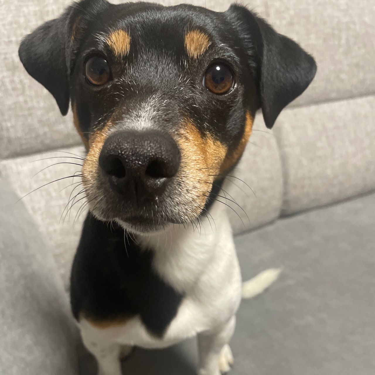 Soutěžní fotografie - Jack,  Jack Russell Teriér