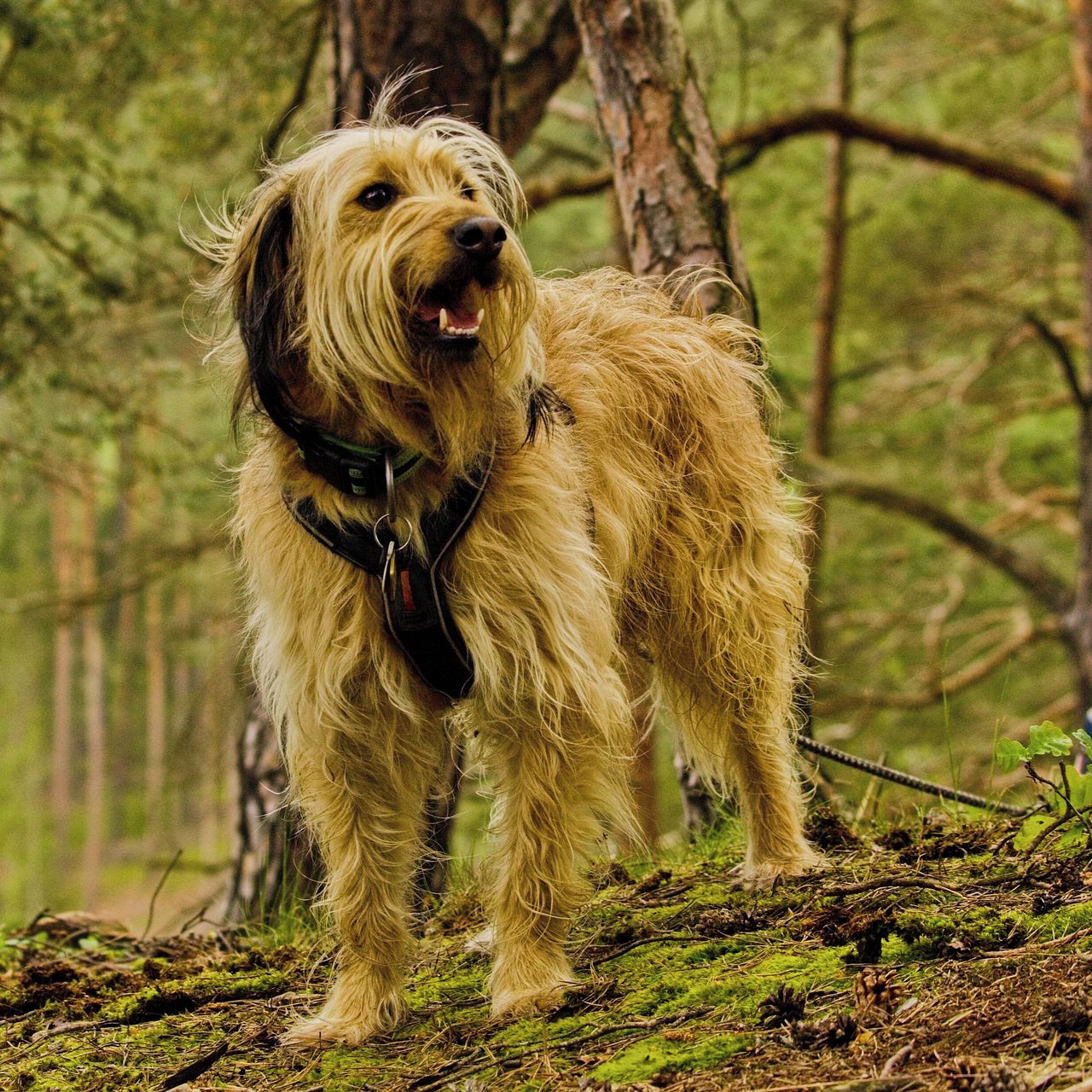 Soutěžní fotografie - Vendelín,  Ostatní