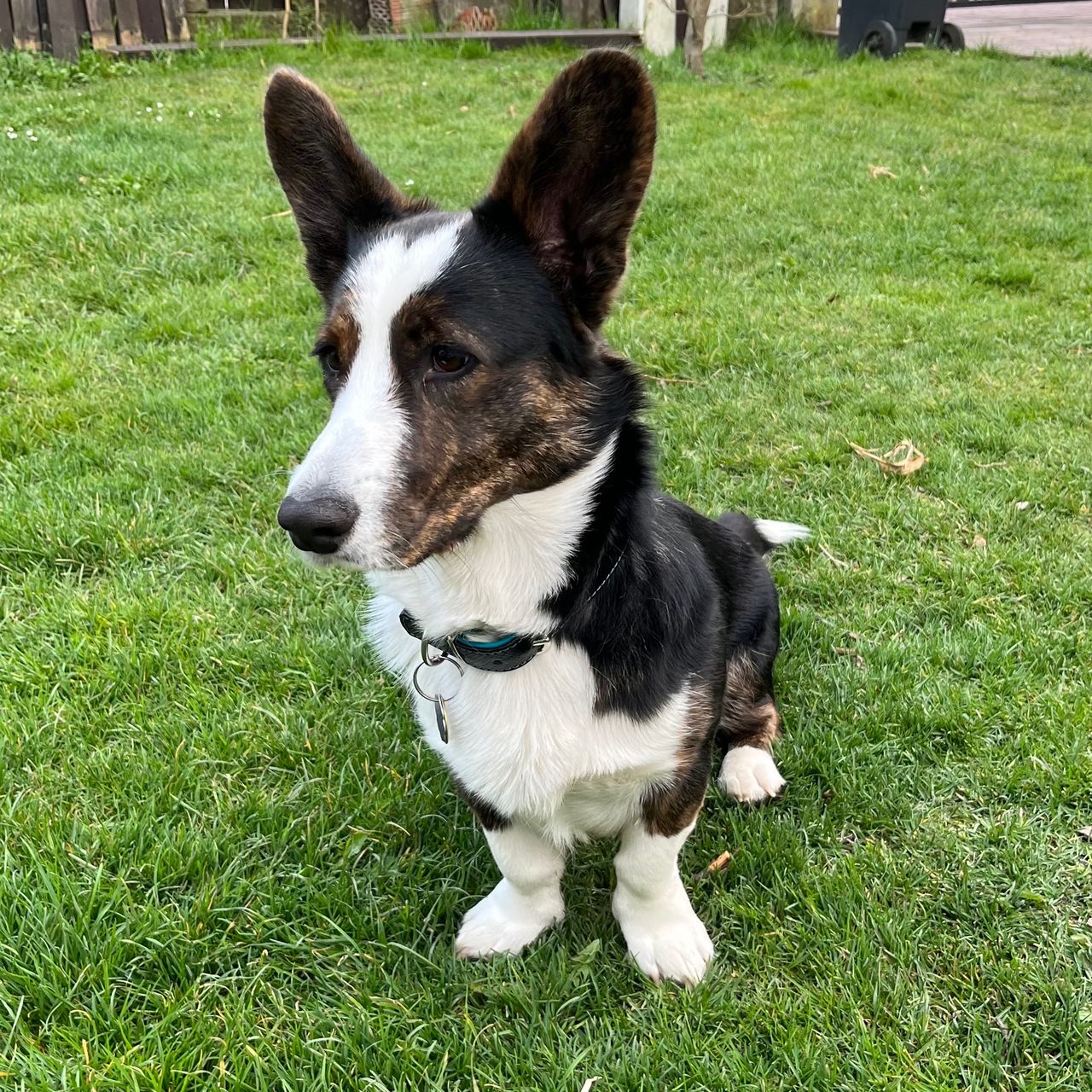 Soutěžní fotografie - Abaj - Abík,  Welsh Corgi Cardigan