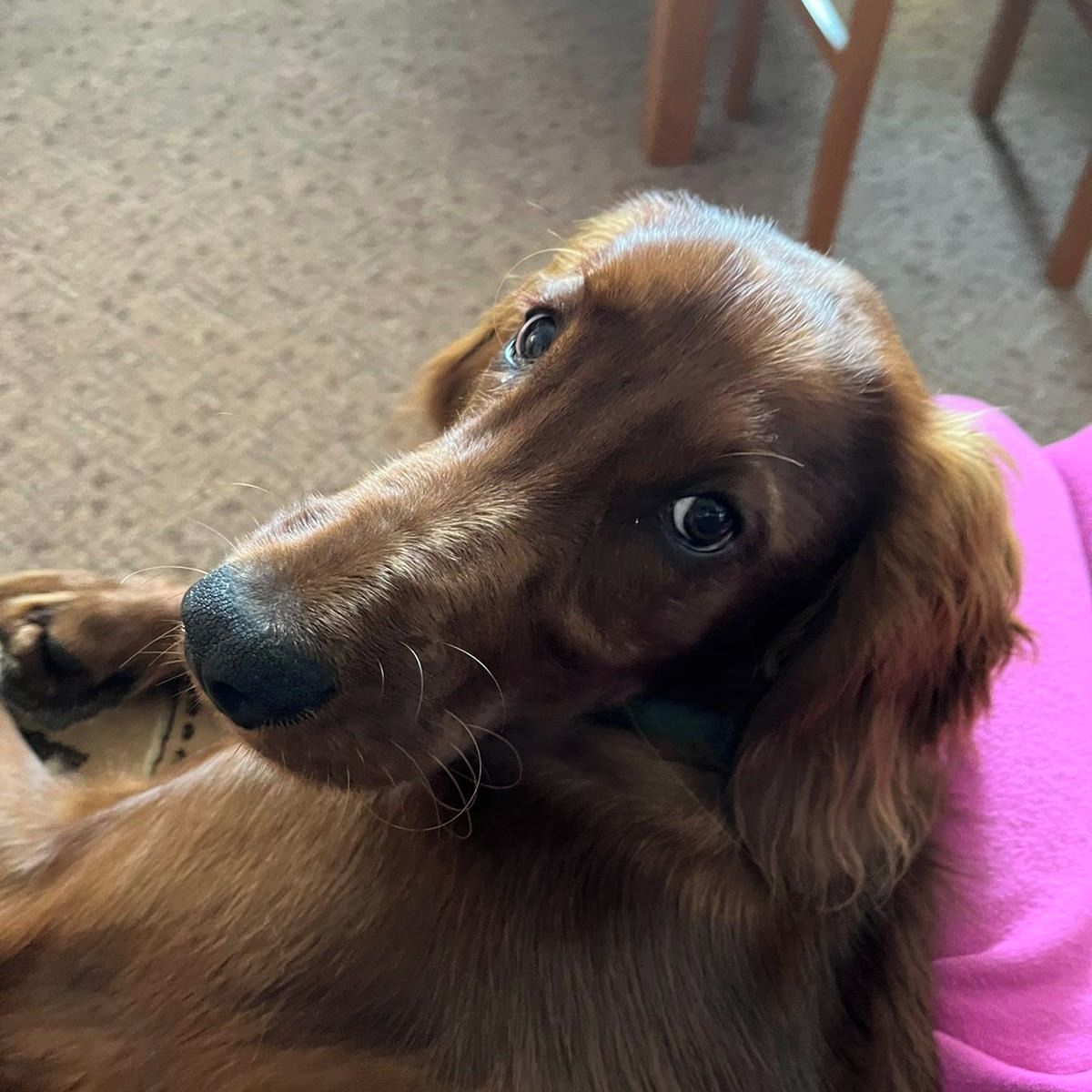 Soutěžní fotografie - Stella,  Irský setr