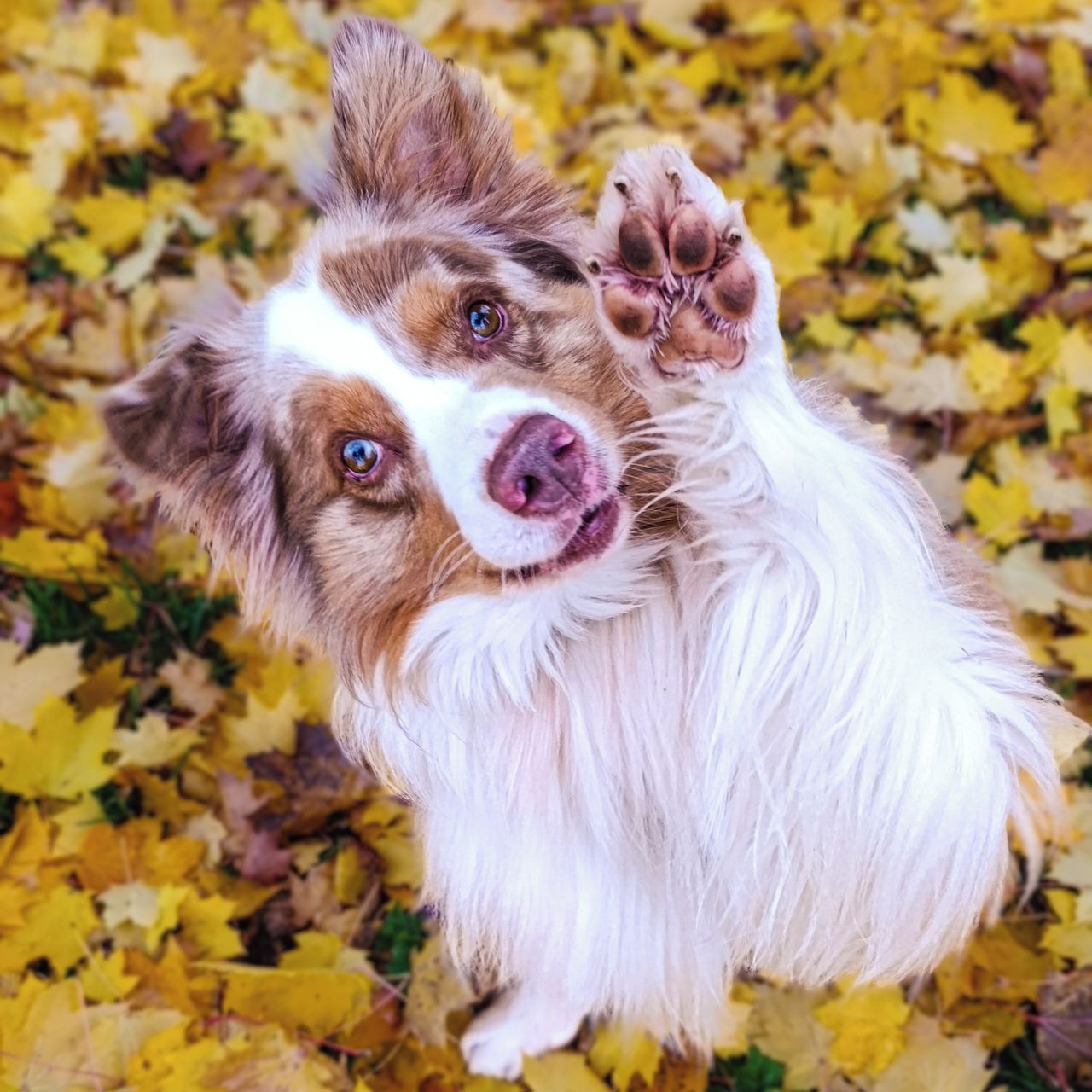 Soutěžní fotografie - Figgi,  Australský ovčák