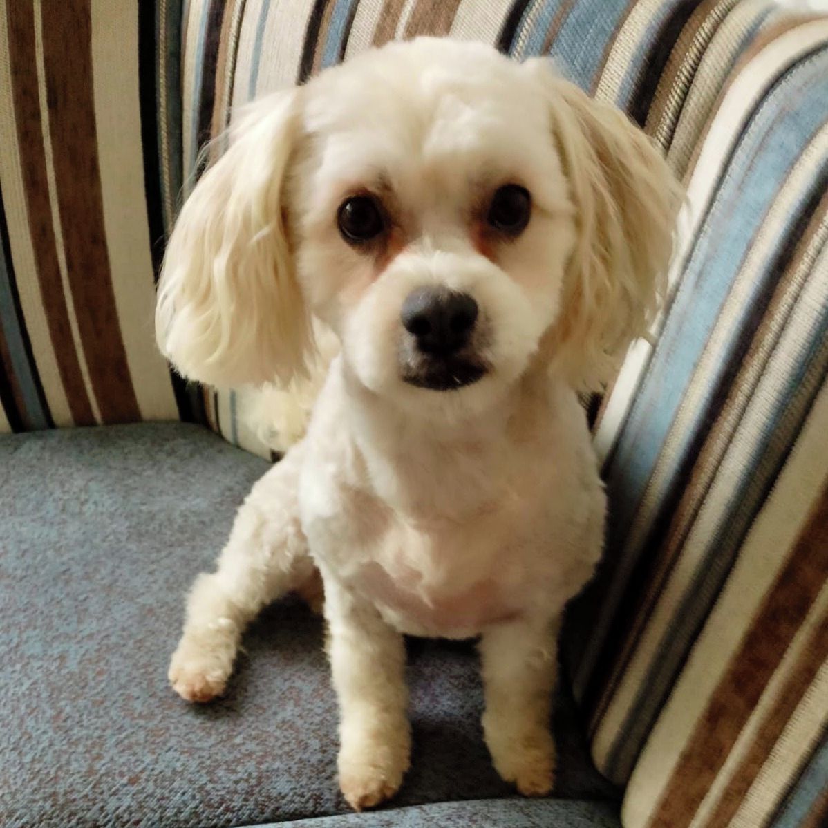 Soutěžní fotografie - Bobík,  Boloňský psík