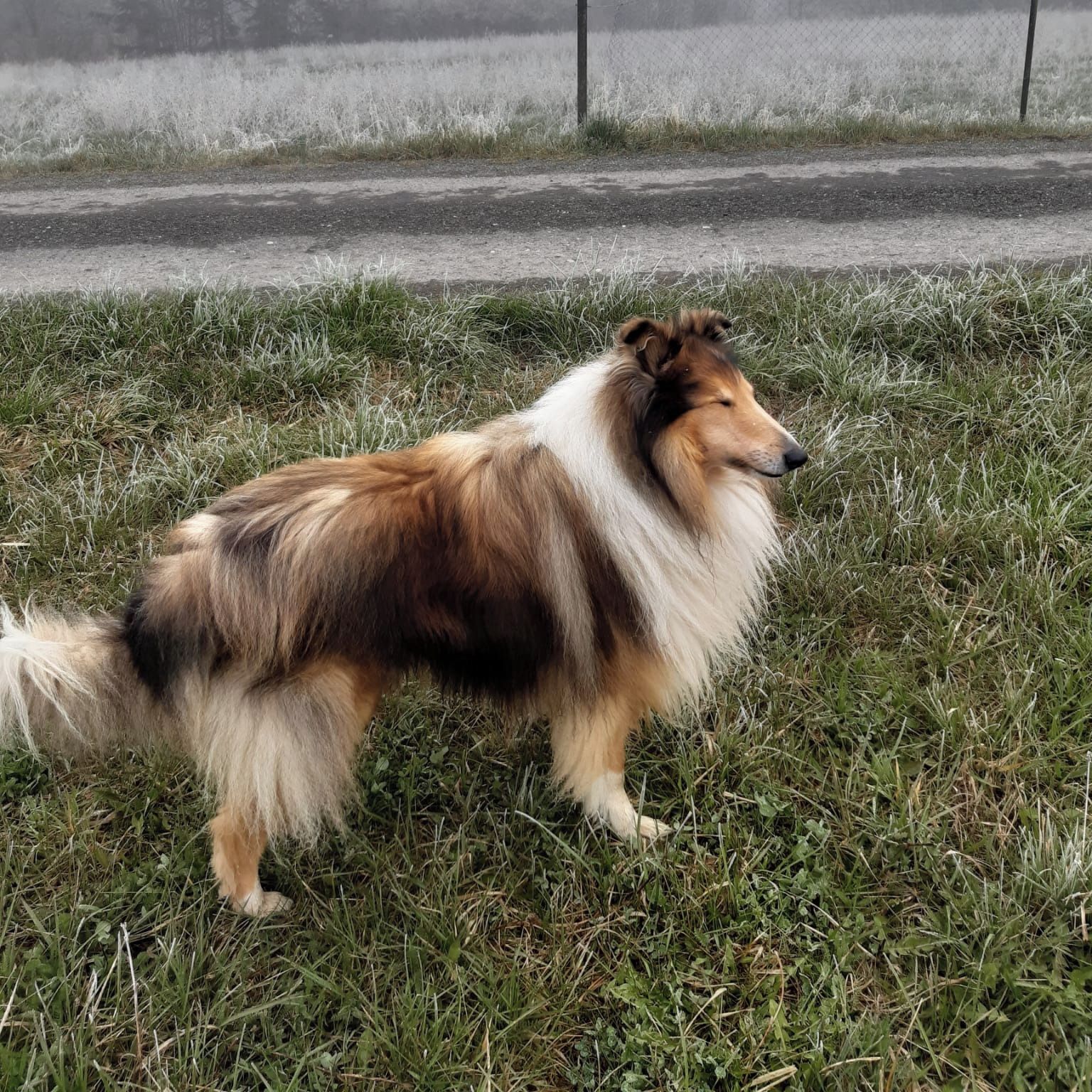 Soutěžní fotografie - Dasty,  Kolie dlouhosrstá