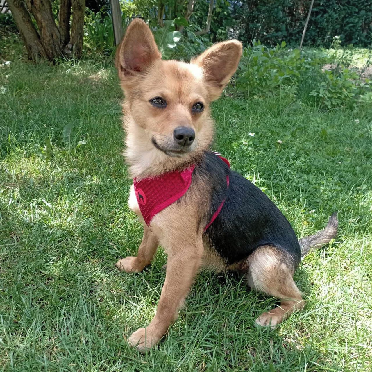 Soutěžní fotografie - Asta,  Ostatní