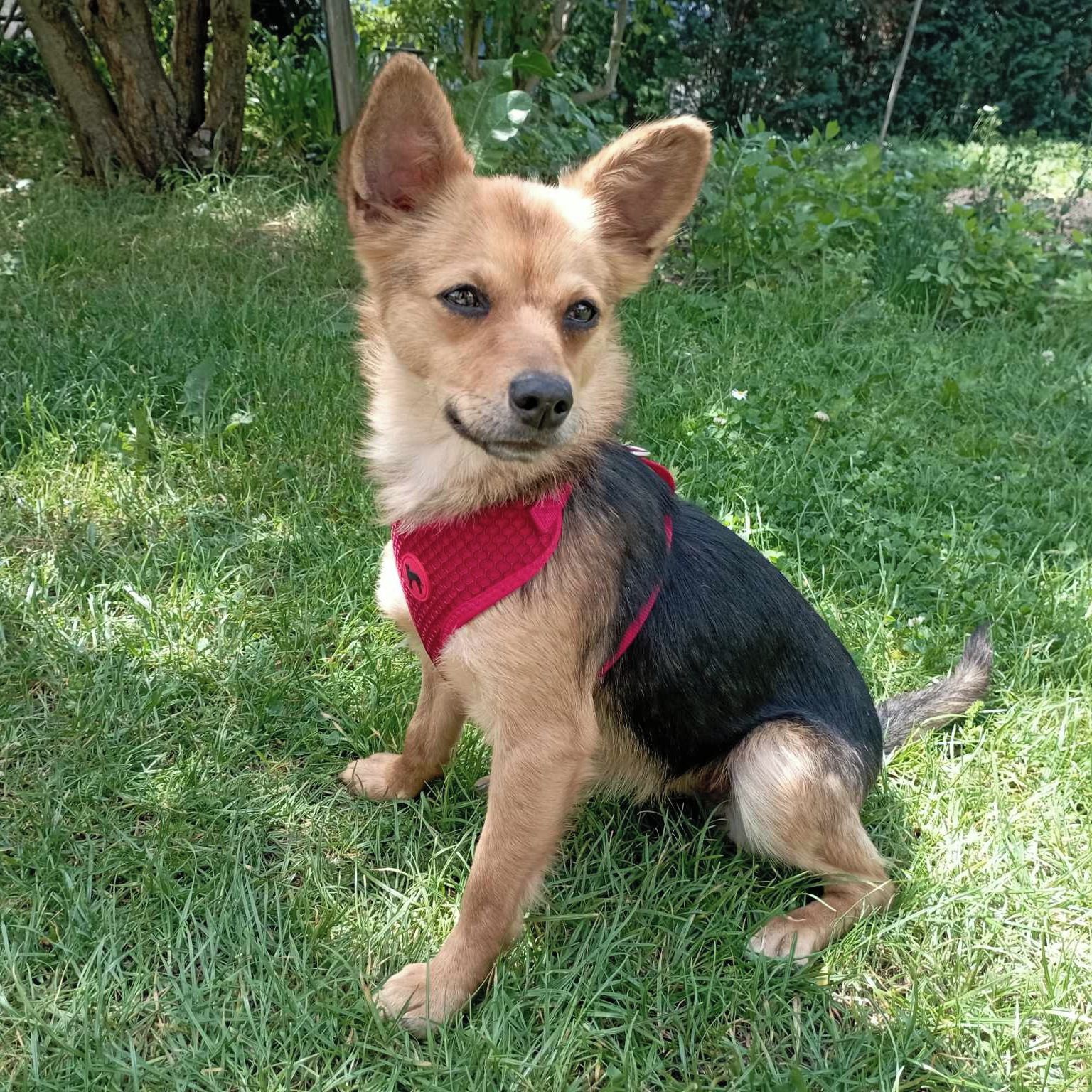 Soutěžní fotografie - Asta,  Ostatní