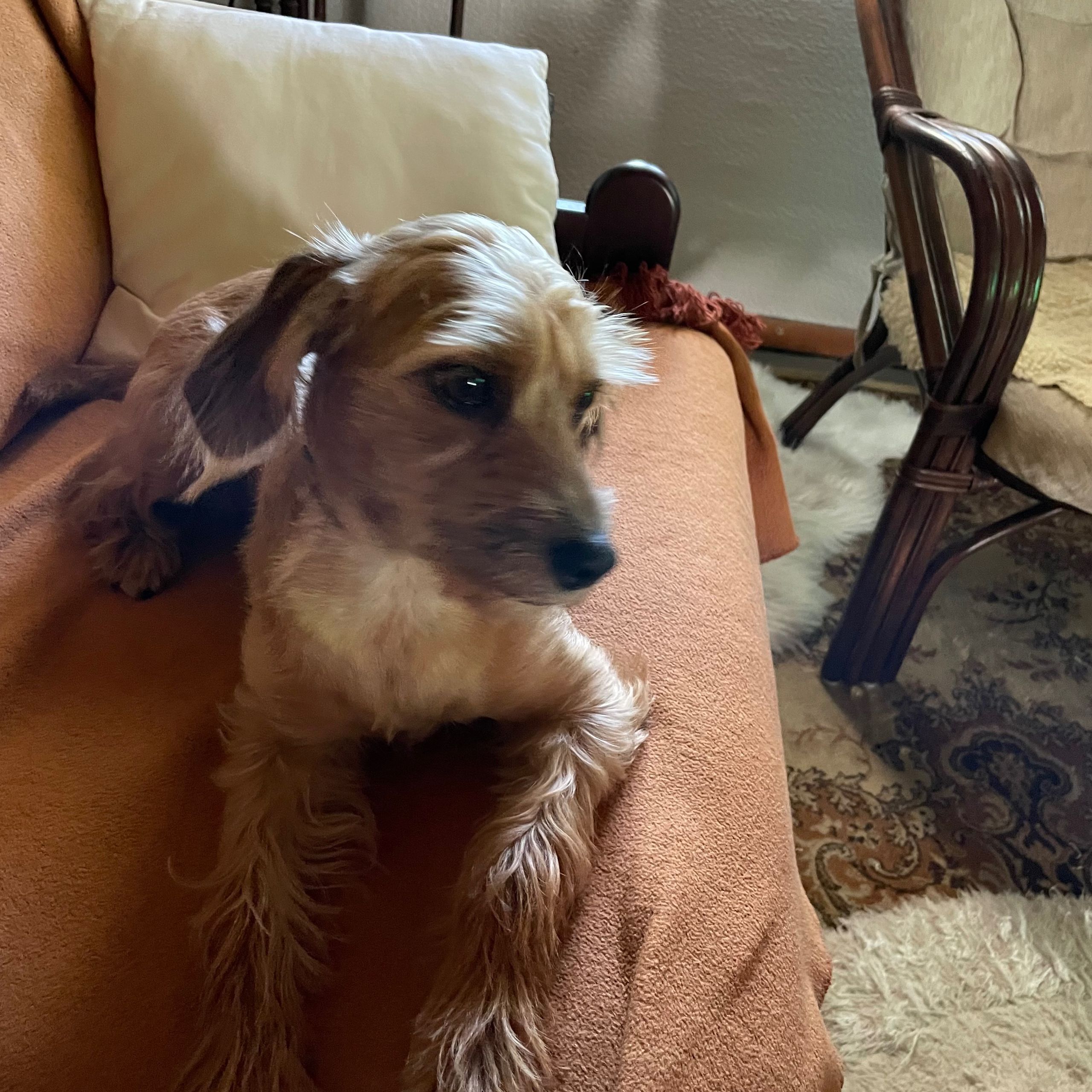 Soutěžní fotografie - Bibi,  Ostatní