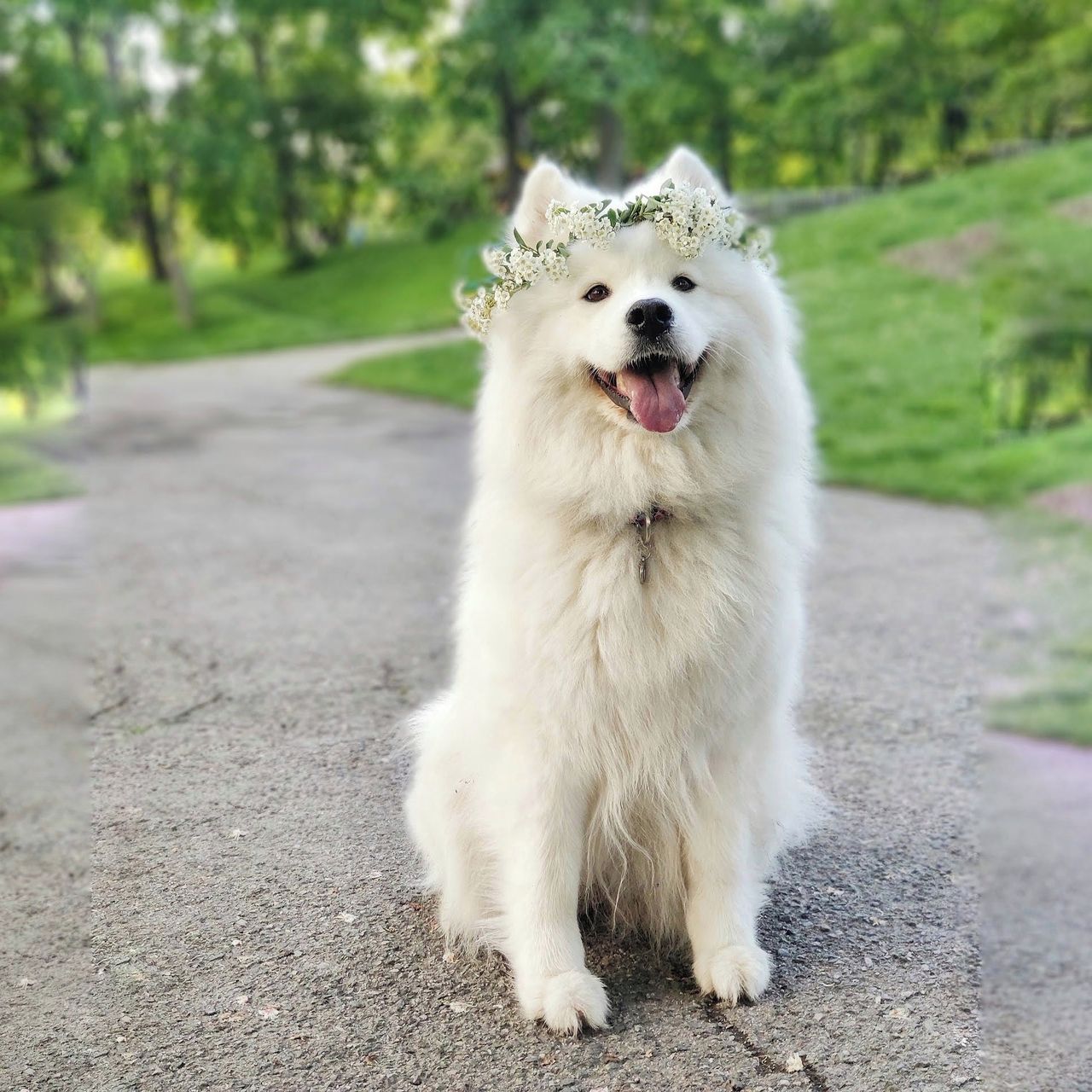 Soutěžní fotografie - Zima,  Samojed
