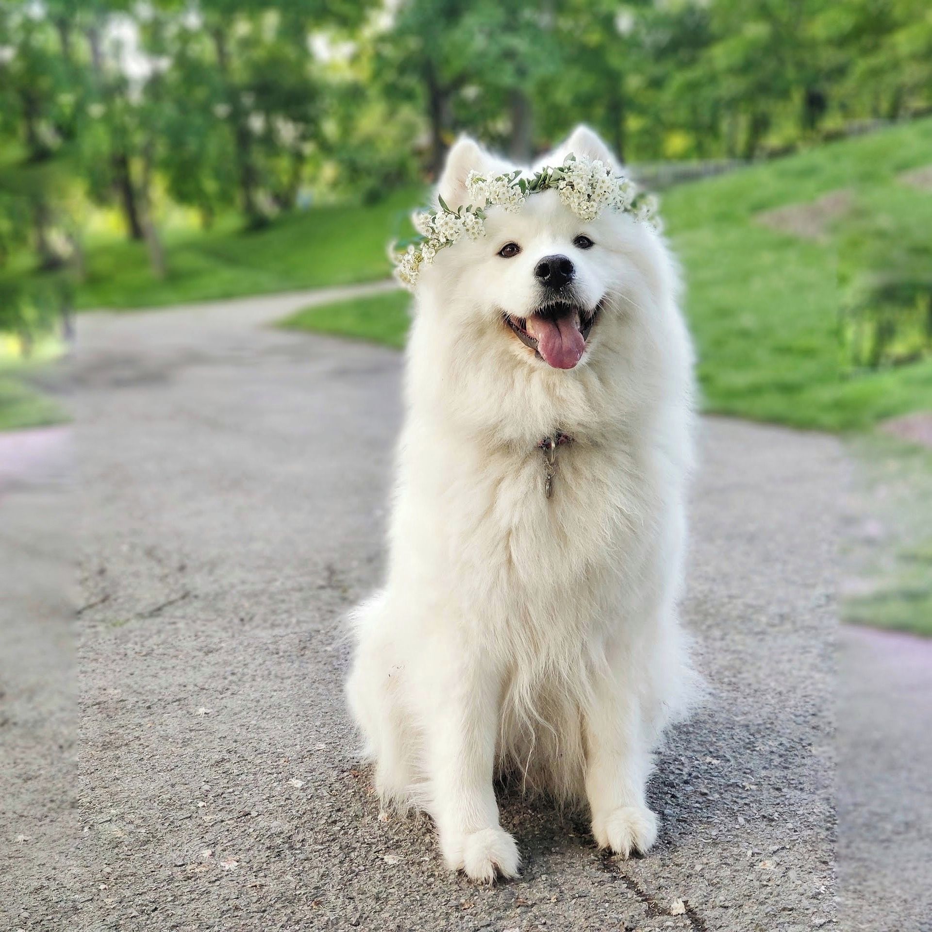Soutěžní fotografie - Zima,  Samojed