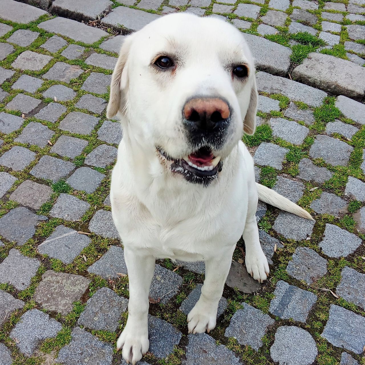 Soutěžní fotografie - Gump,  Labradorský retriever