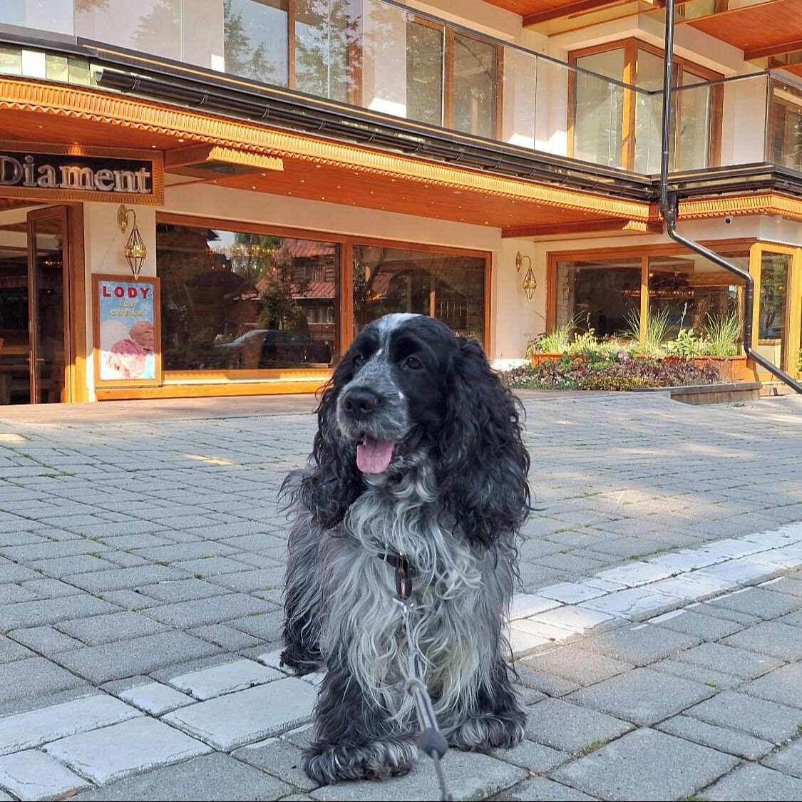 Soutěžní fotografie - Gairo,  Anglický kokršpaněl