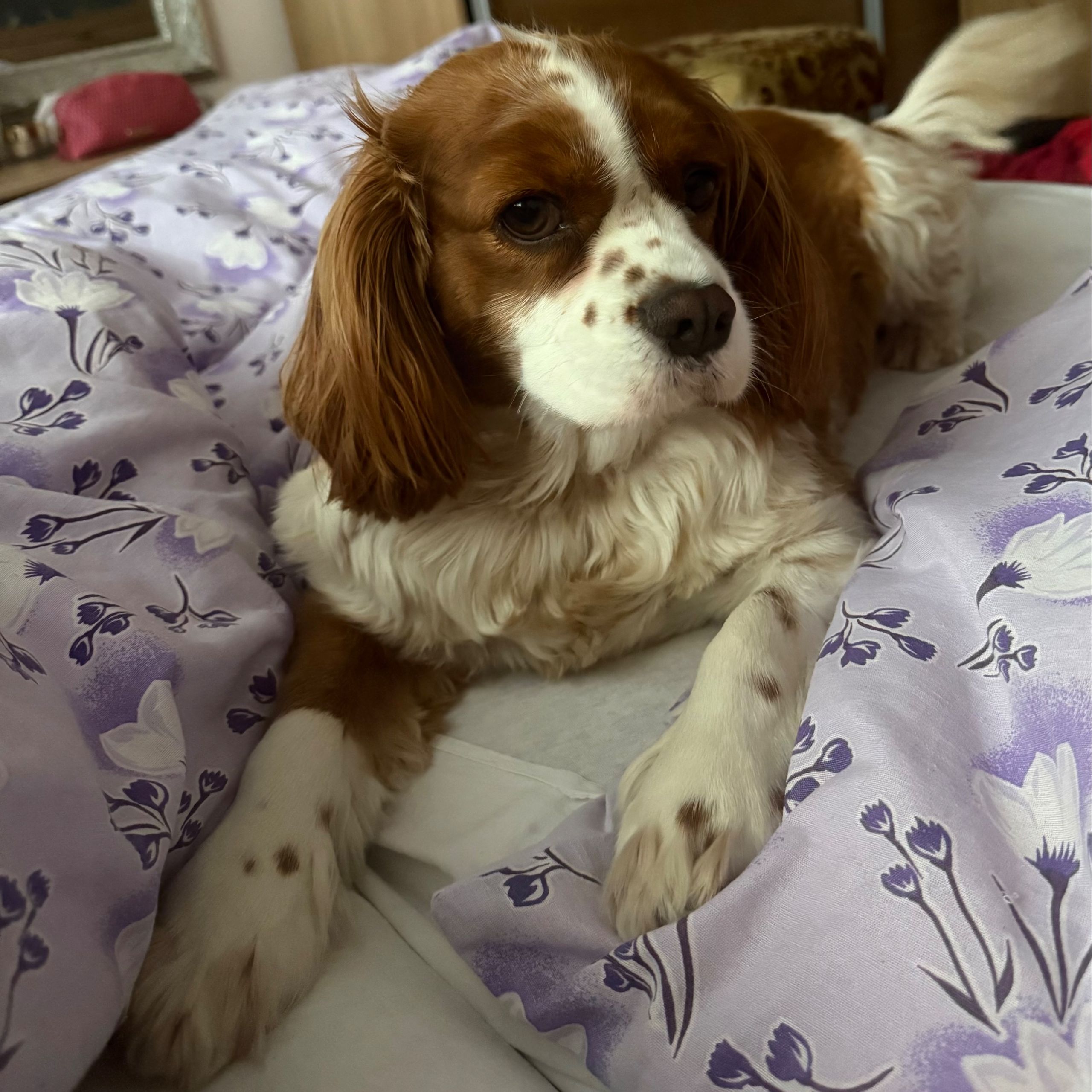 Soutěžní fotografie - Charlie,  Kavalír King Charles španěl