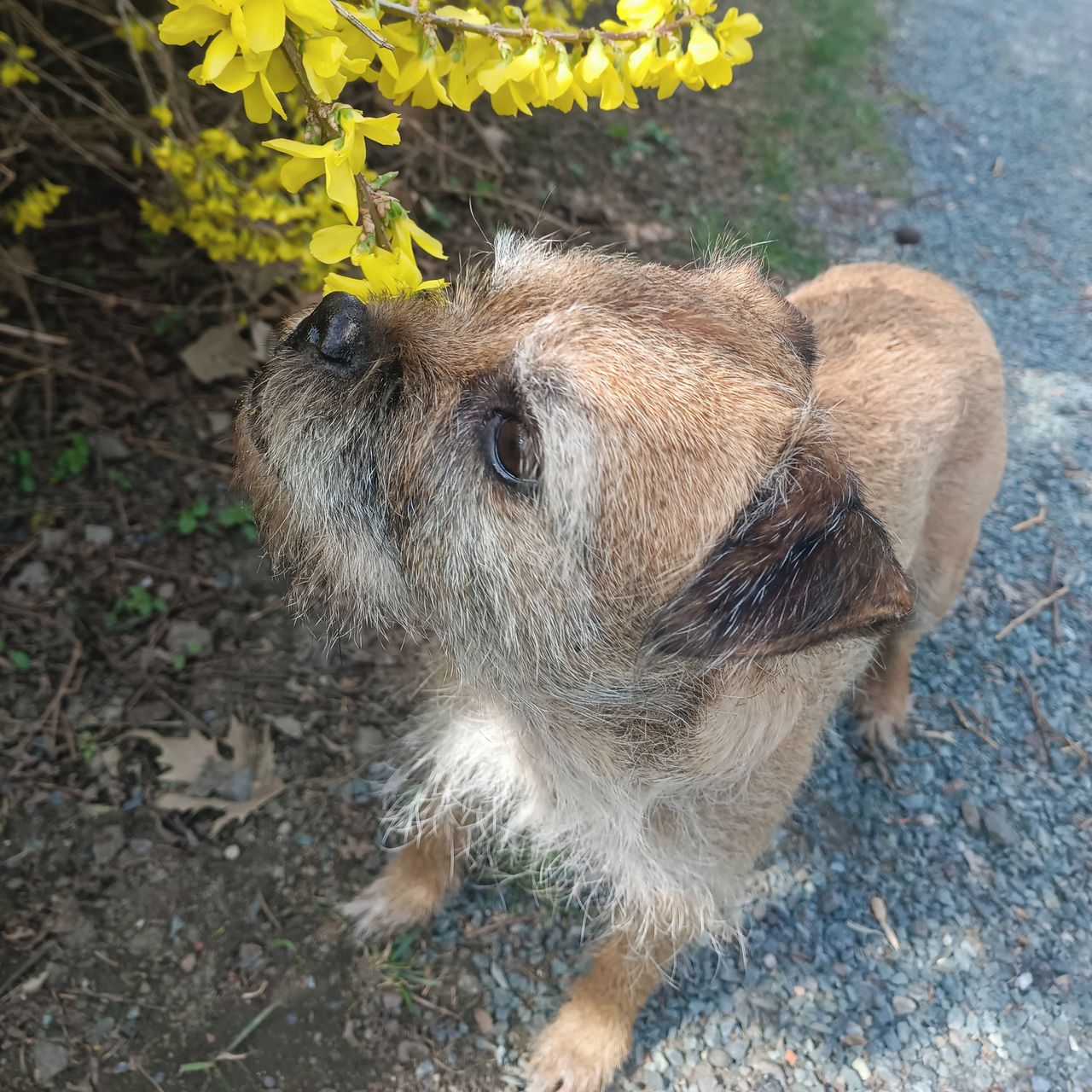 Soutěžní fotografie - Alberta,  Border terier