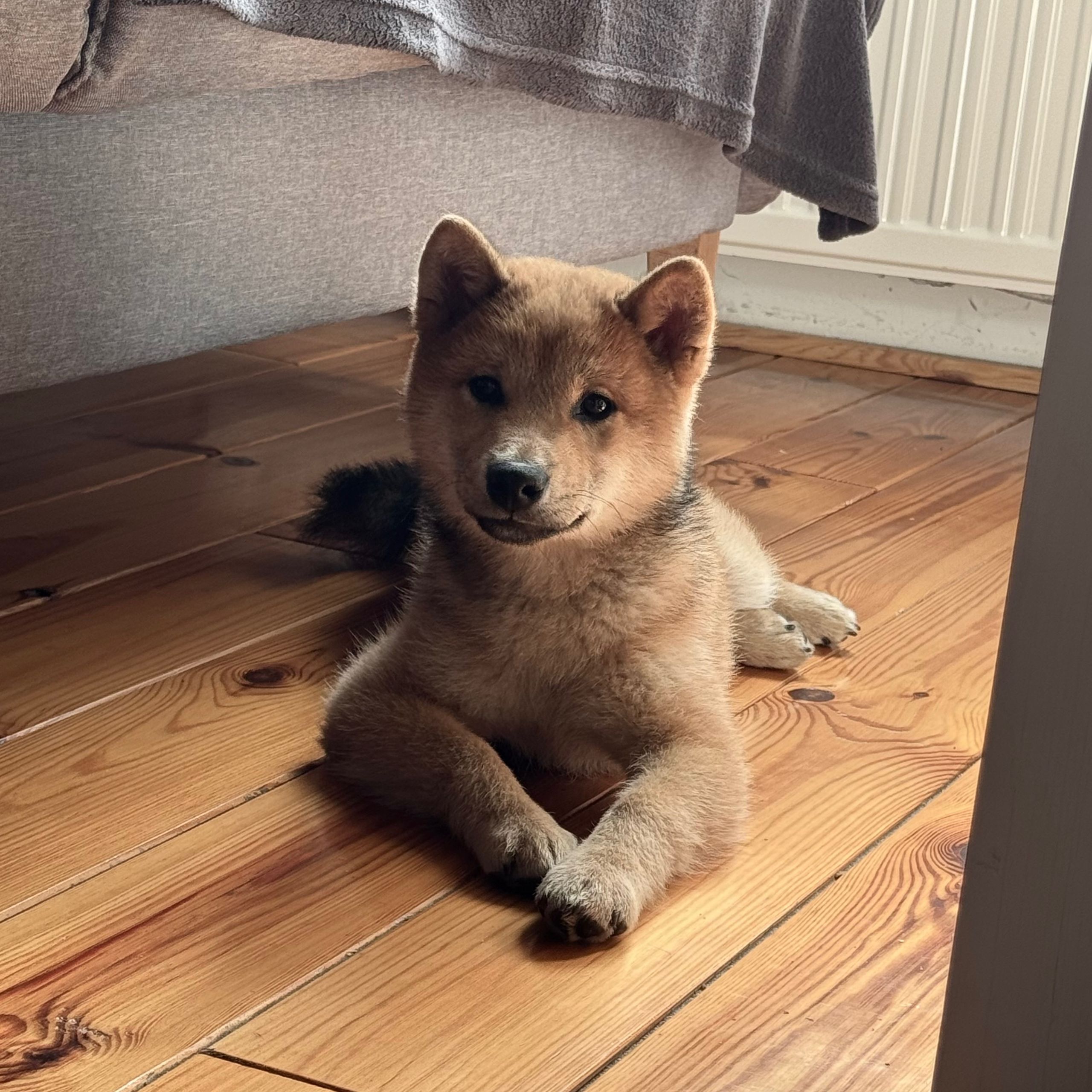 Soutěžní fotografie - Rokumi,  Shiba