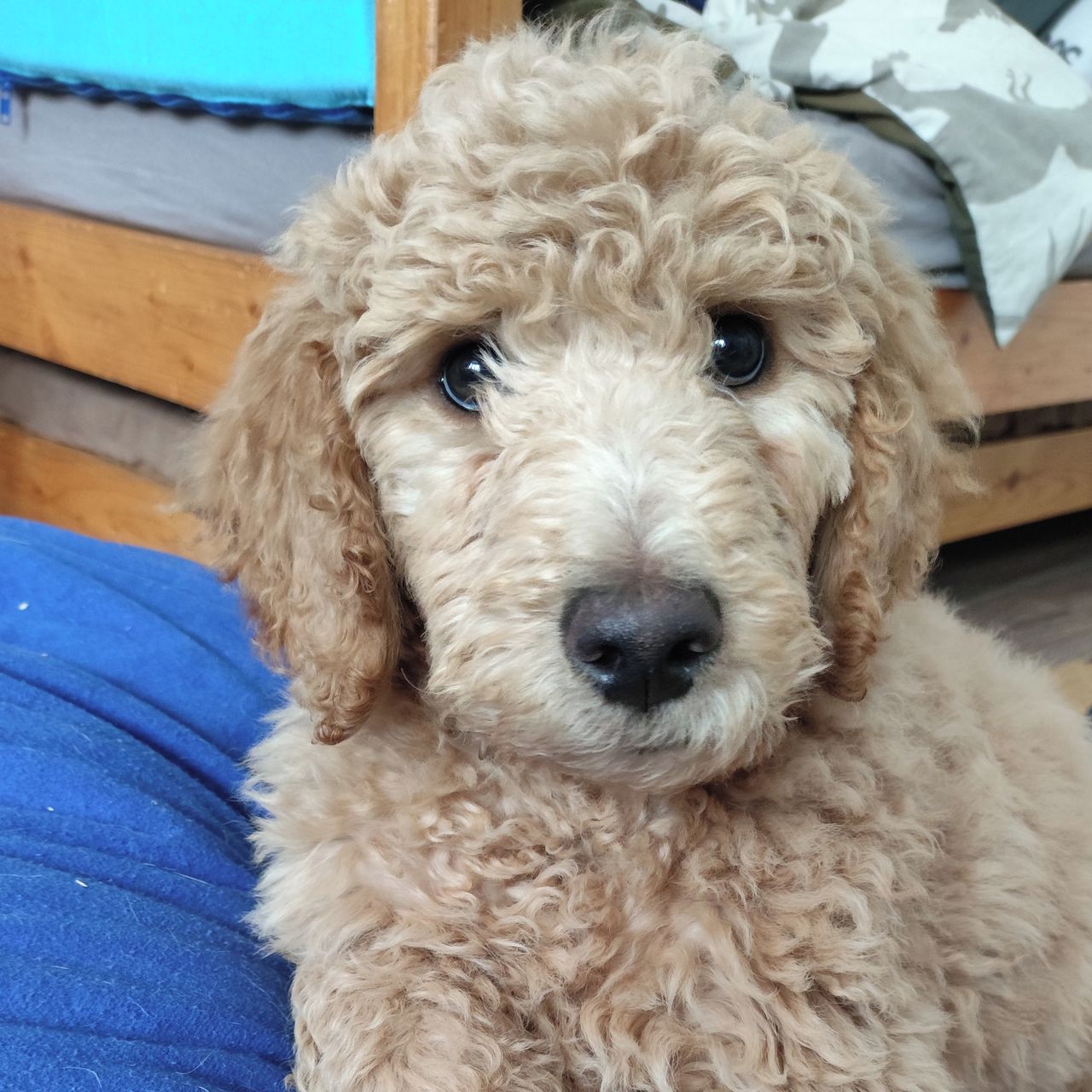 Soutěžní fotografie - Barney,  Pudl