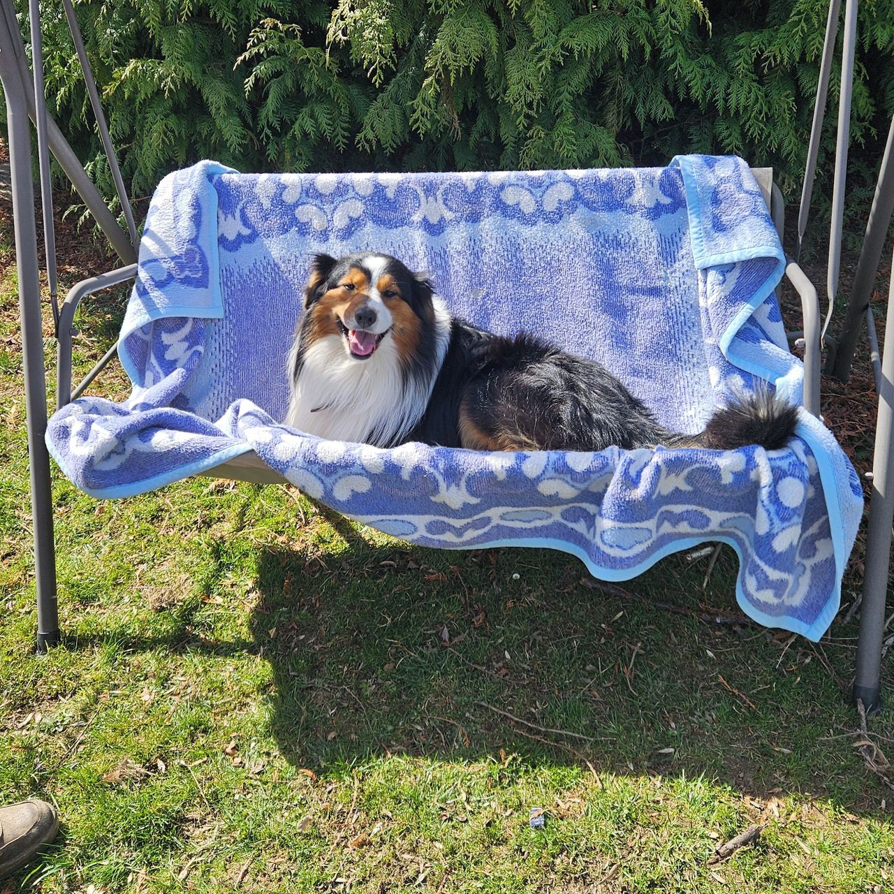 Soutěžní fotografie - Demi,  Australský ovčák