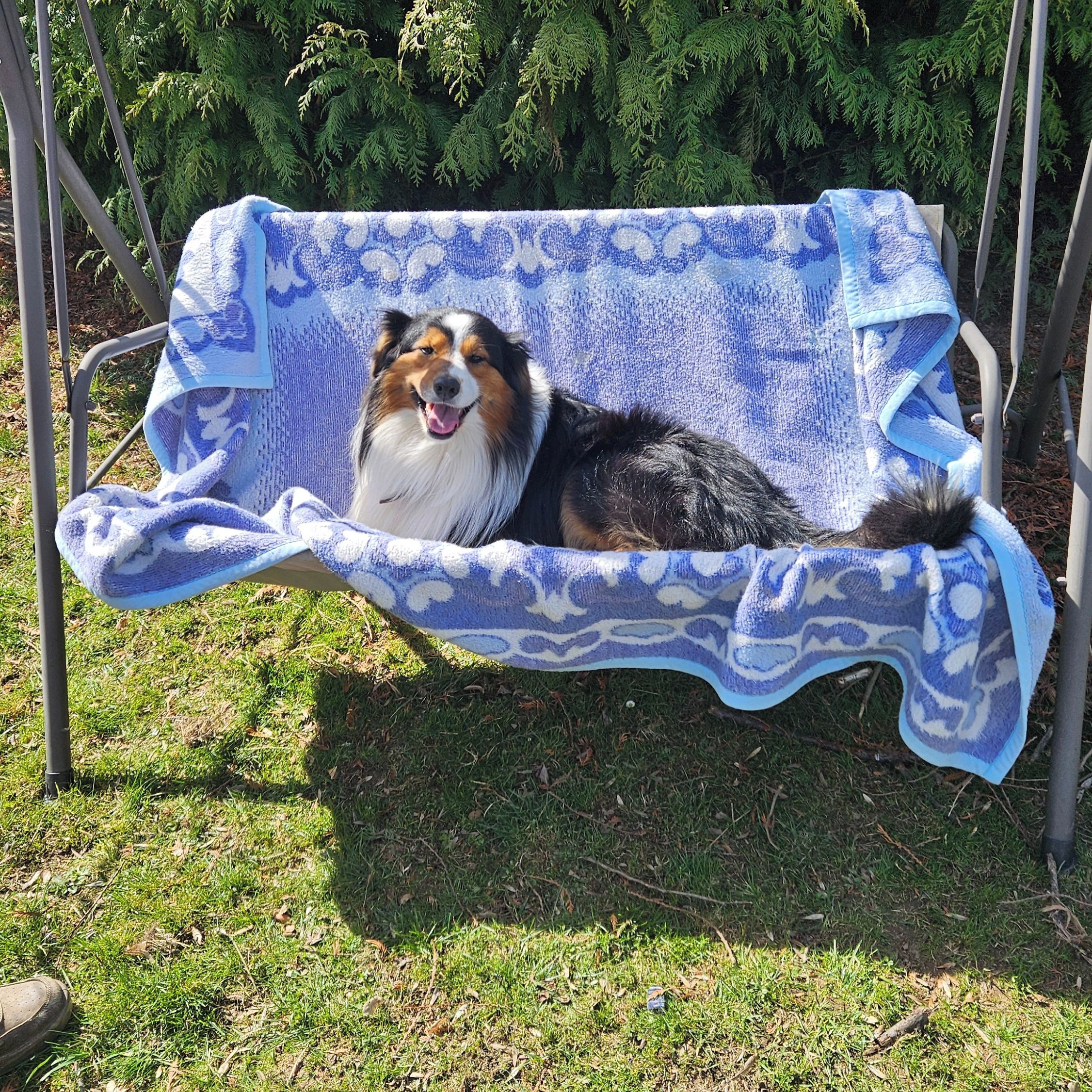 Soutěžní fotografie - Demi,  Australský ovčák