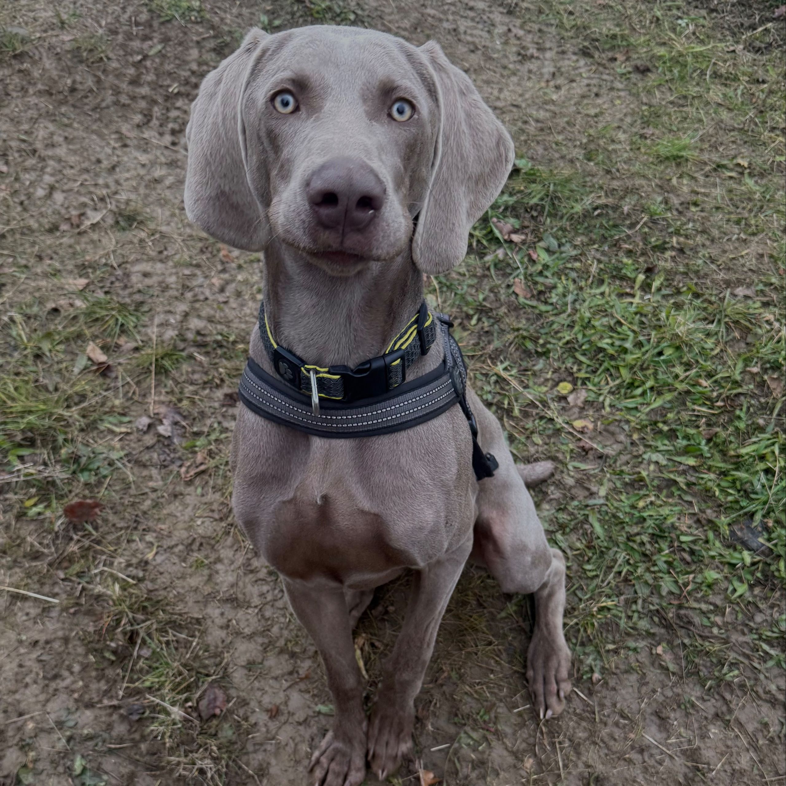 Soutěžní fotografie - Dion,  Výmarský ohař