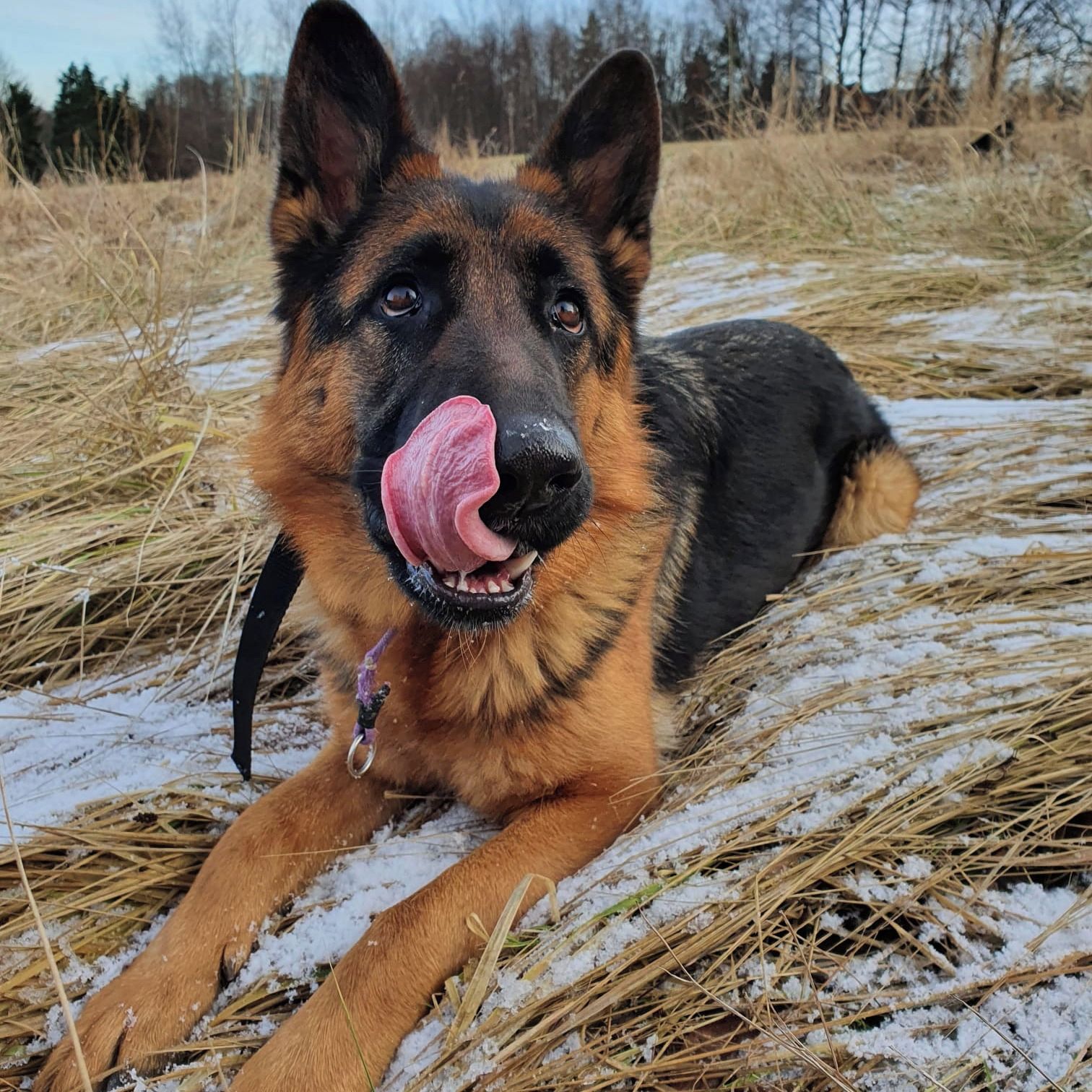 Soutěžní fotografie - Ultima,  Německý ovčák