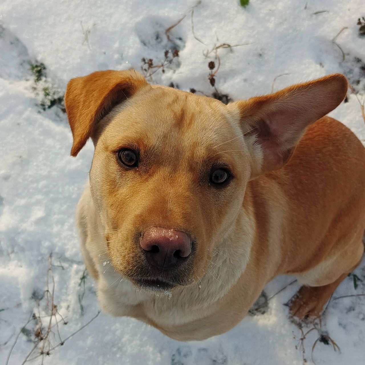 Soutěžní fotografie - Ben,  Ostatní