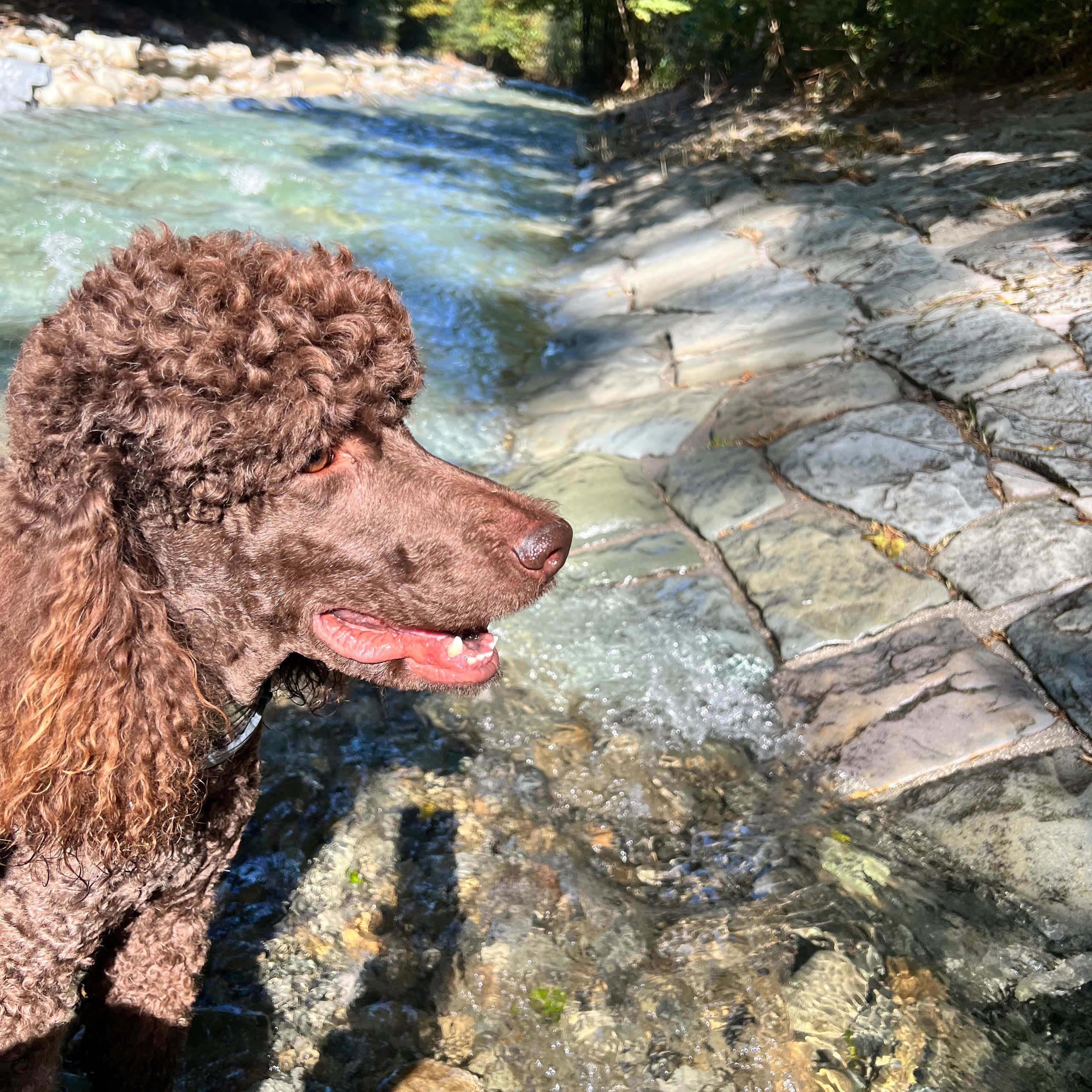 Soutěžní fotografie - Bady,  Pudl