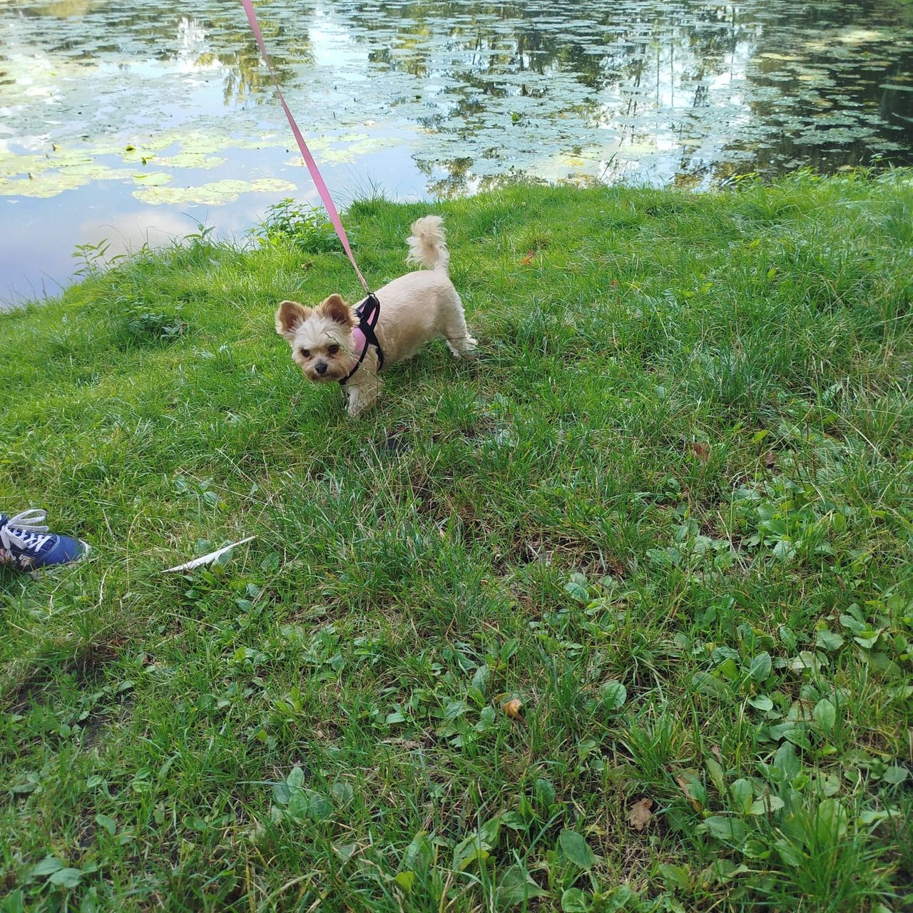 Soutěžní fotografie - Lily,  Yorkšírský terier