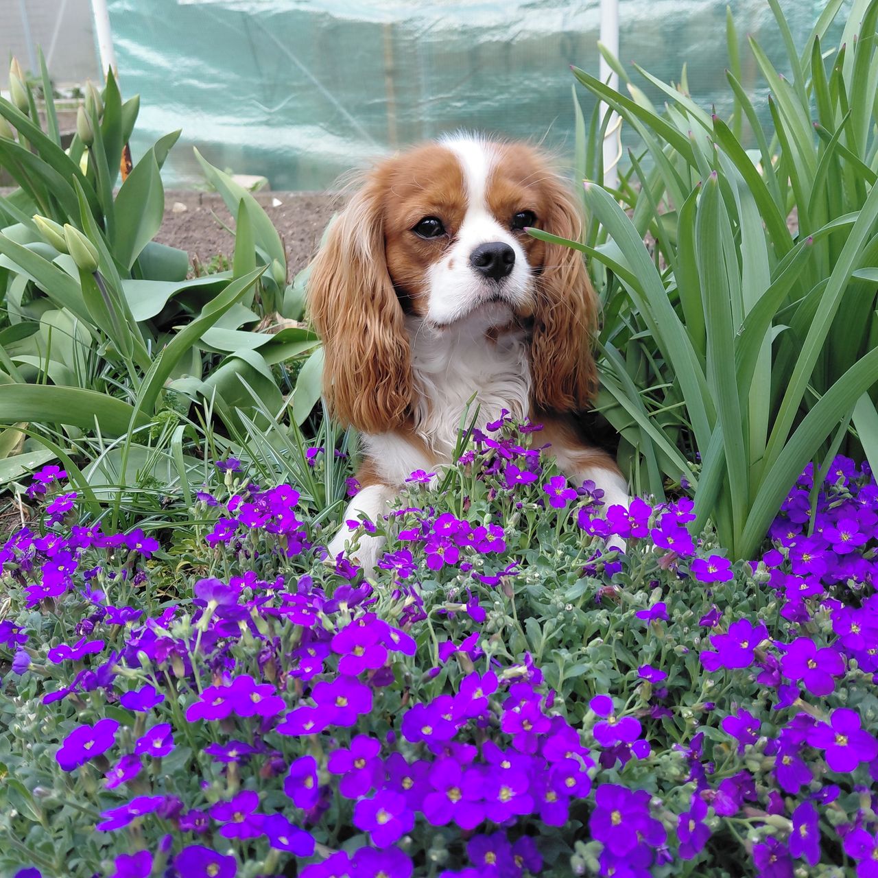 Soutěžní fotografie - York,  Kavalír King Charles španěl