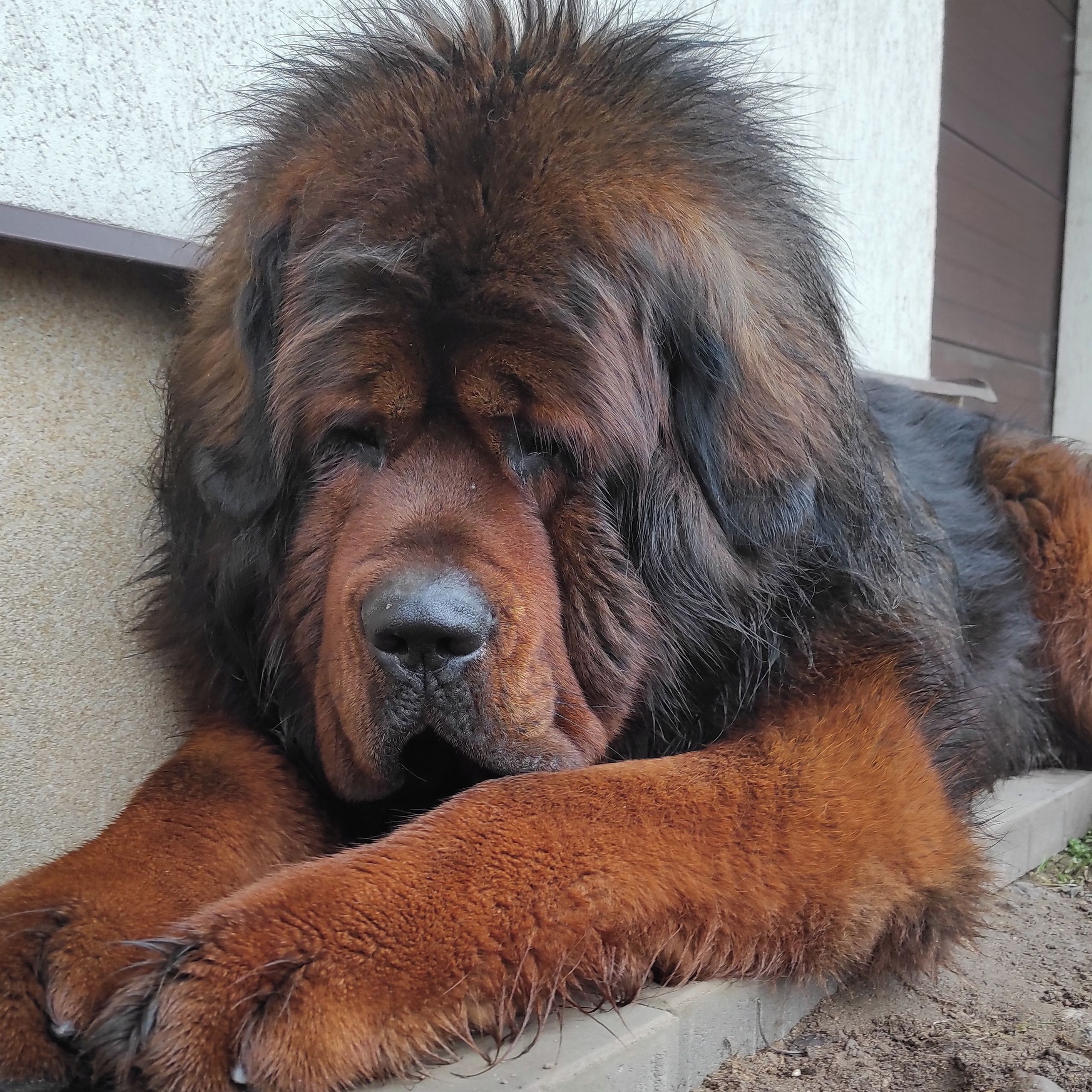Soutěžní fotografie - Ilang,  Tibetská doga