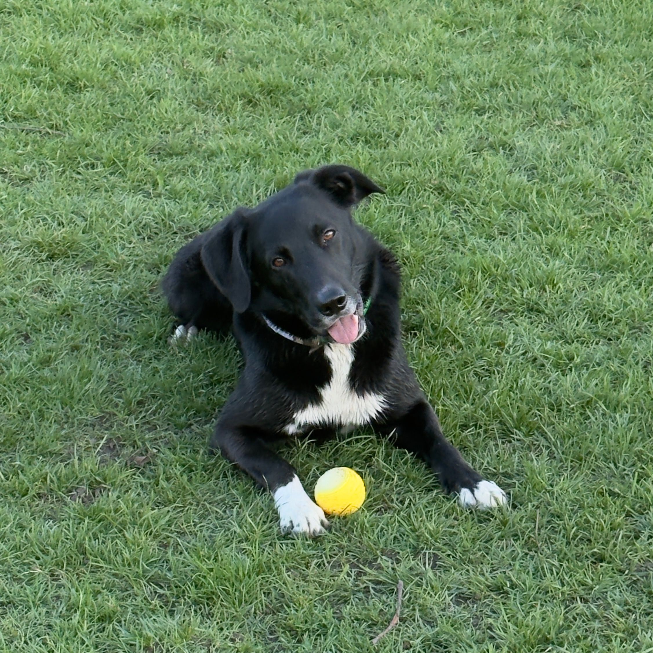 Soutěžní fotografie - Max,  Border kolie