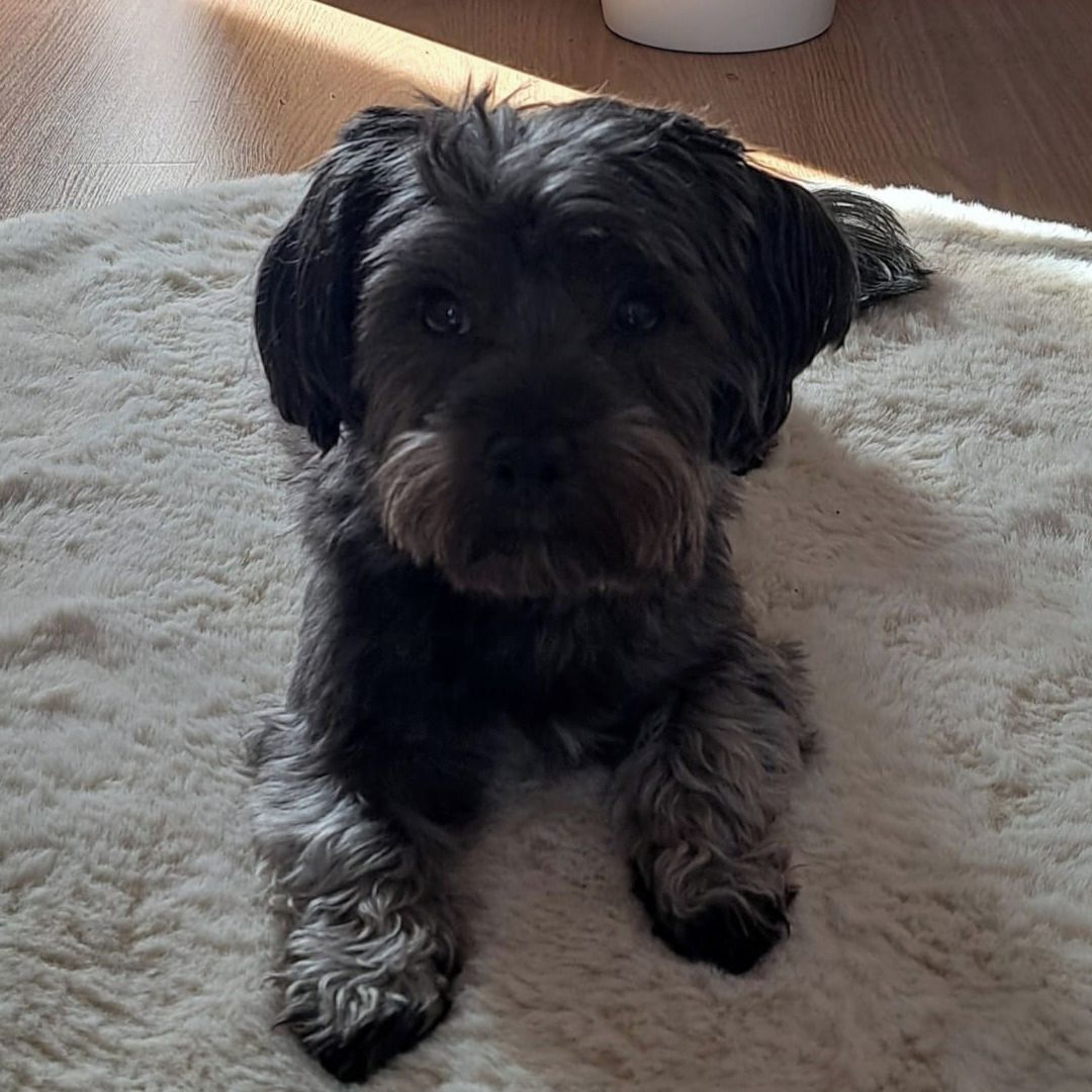 Soutěžní fotografie - Teddy,  Havanský psík