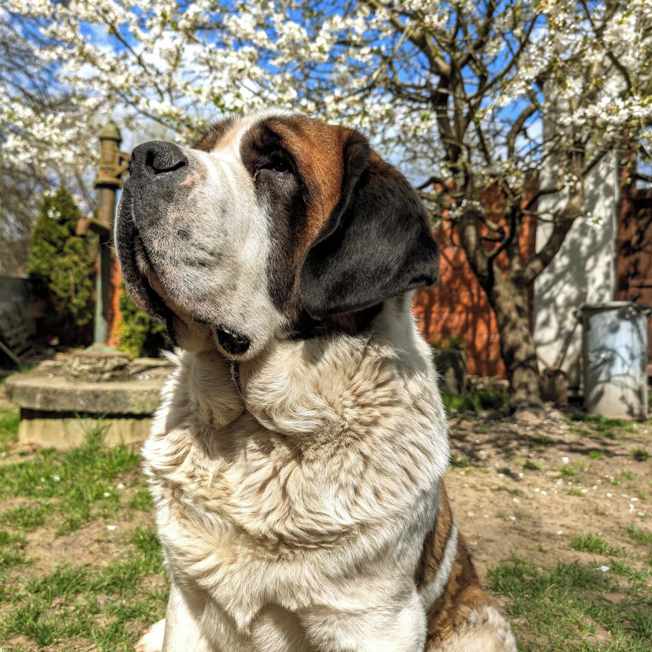 Soutěžní fotografie - Buddy,  Svatobernardský pes krátkosrstý