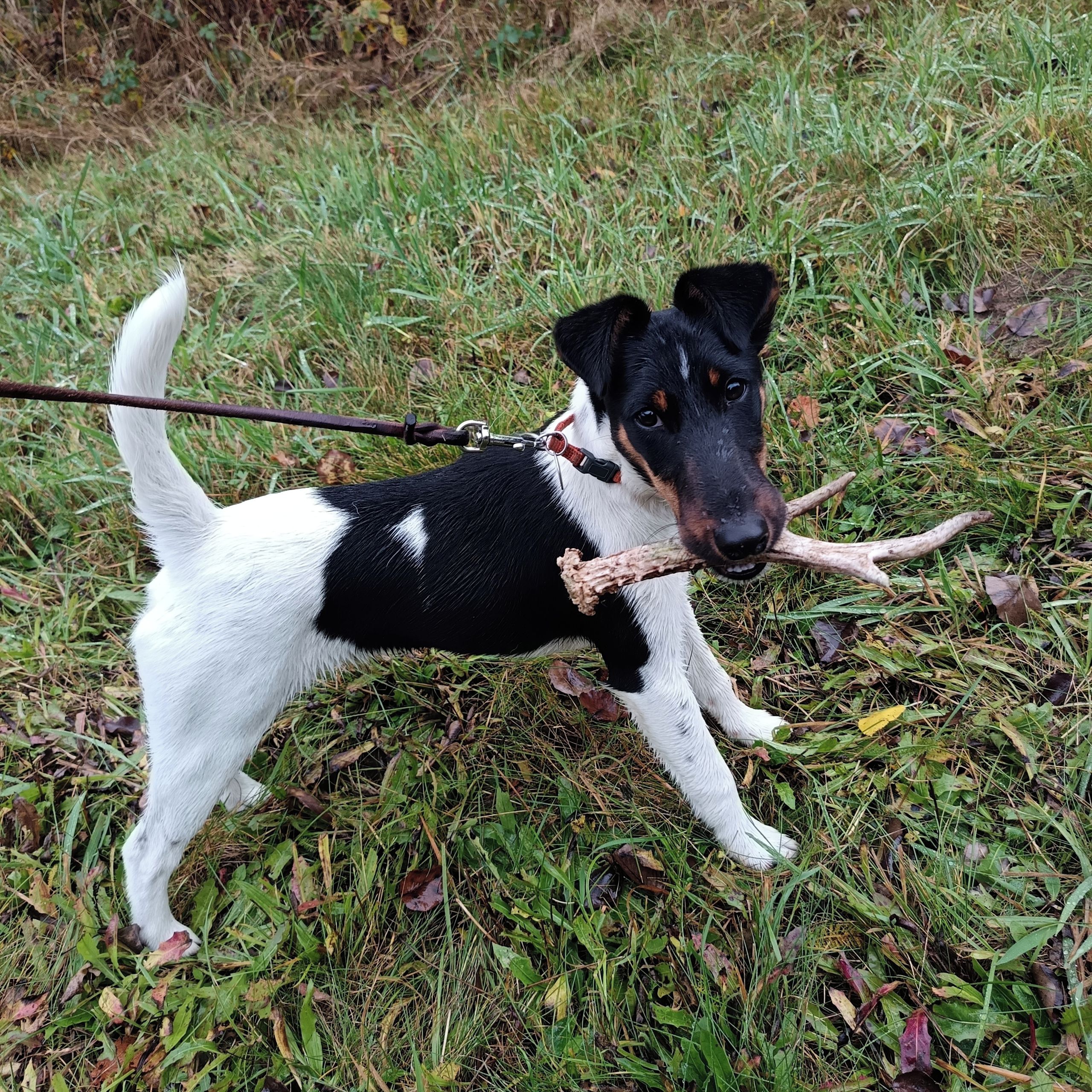 Soutěžní fotografie - Kirby,  Foxterier hladkosrstý