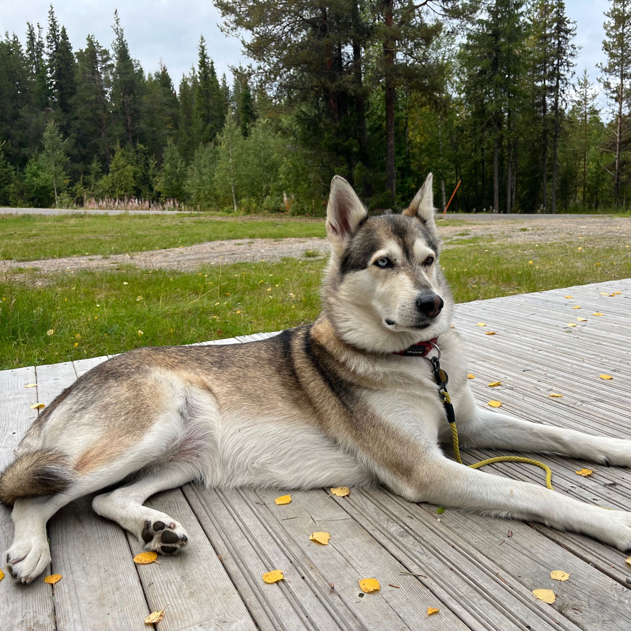Soutěžní fotografie - Tasha,  Ostatní