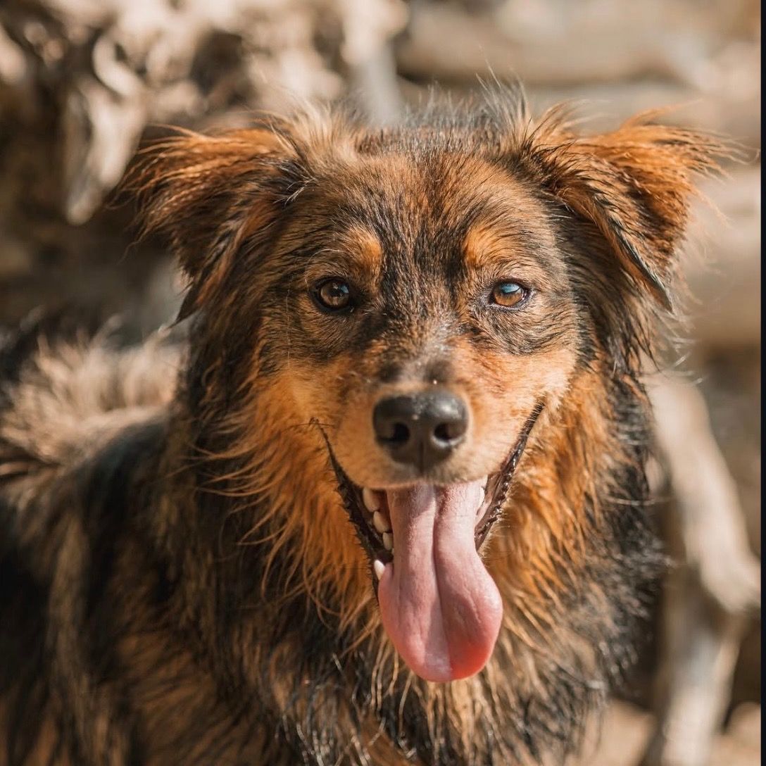 Soutěžní fotografie - Torin,  Ostatní